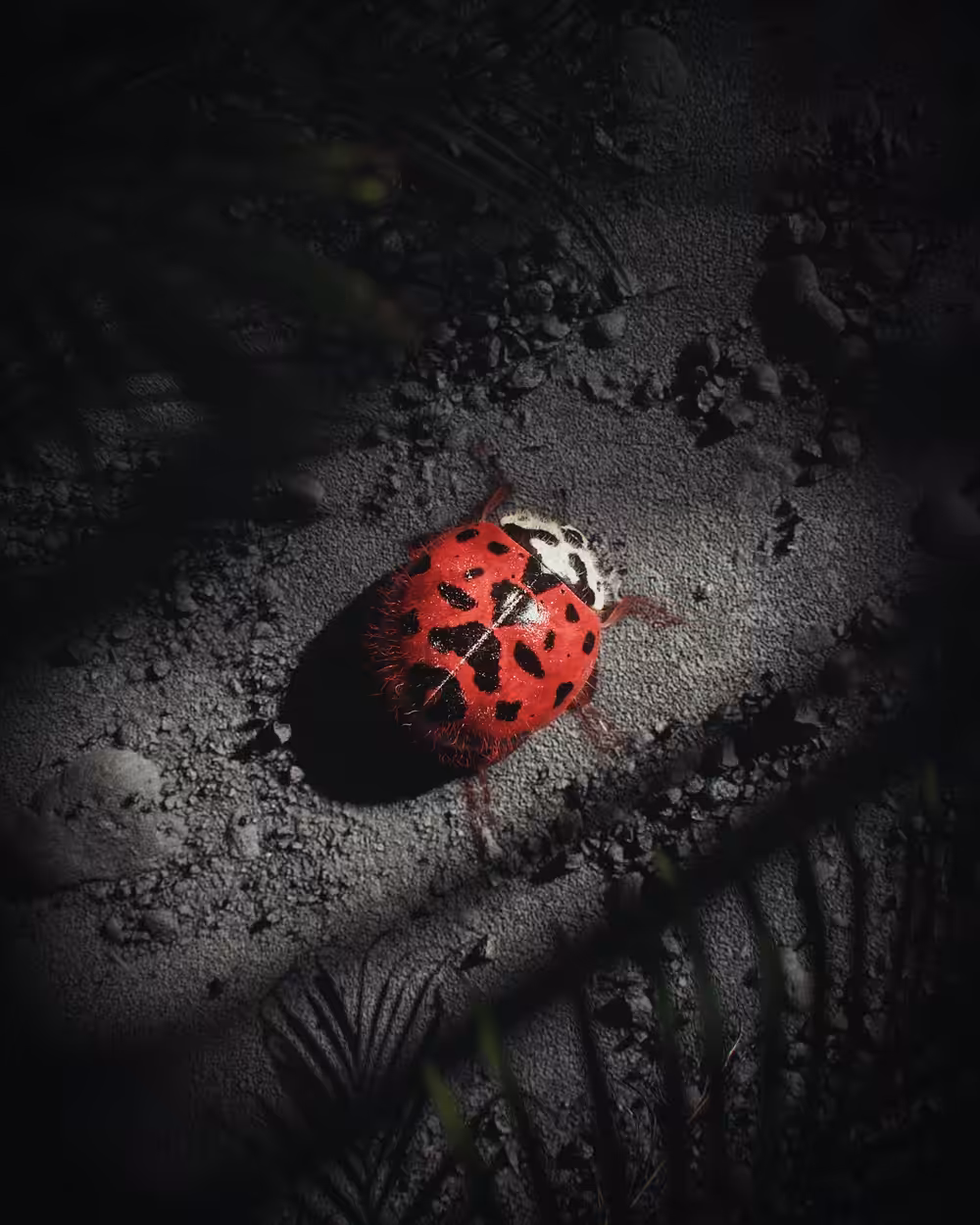 Misplaced Ladybug