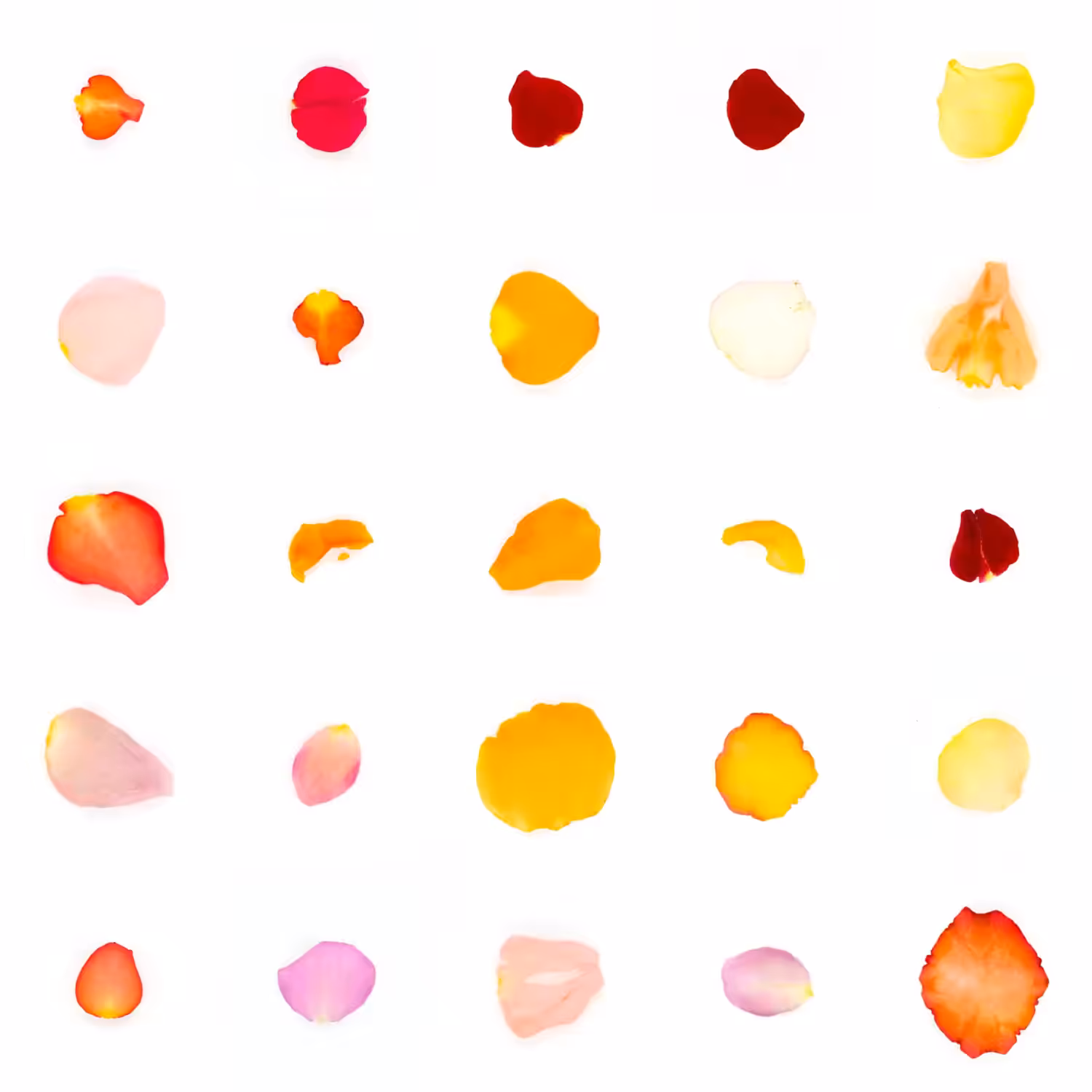Infinite Petals 5x5#23588