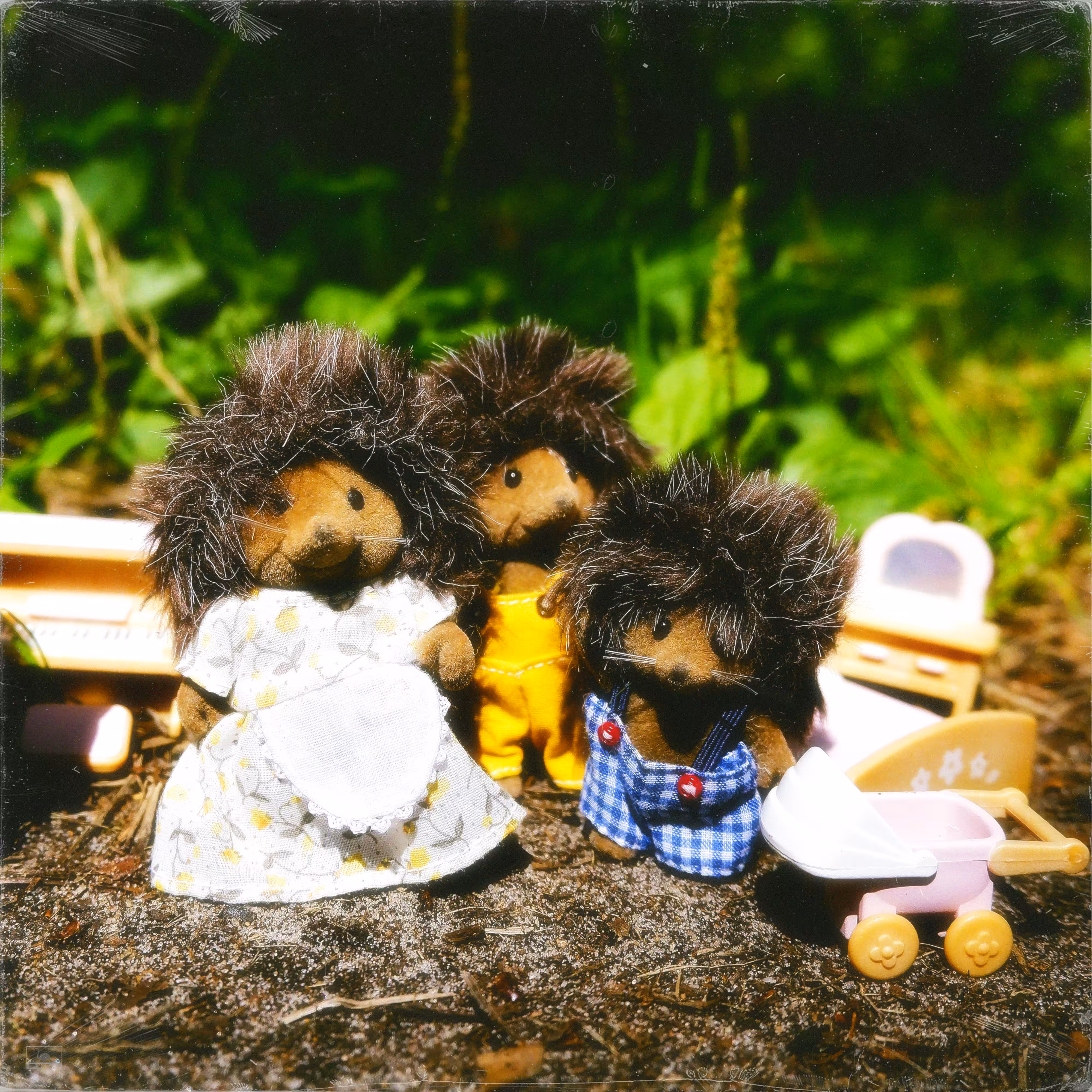 hedgehog family
