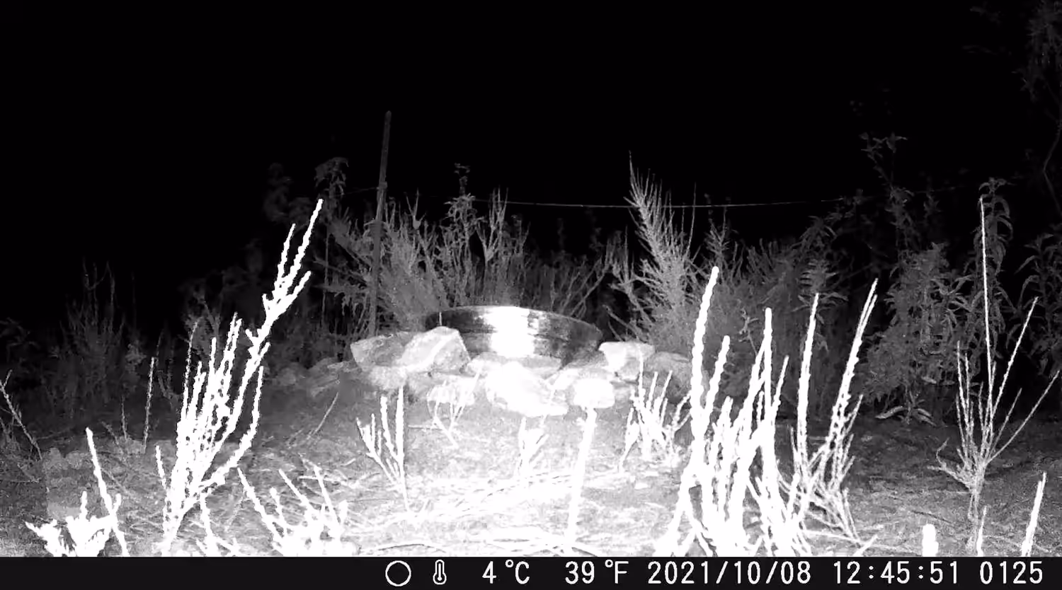 SPOOKY YERBA SANTA FOX