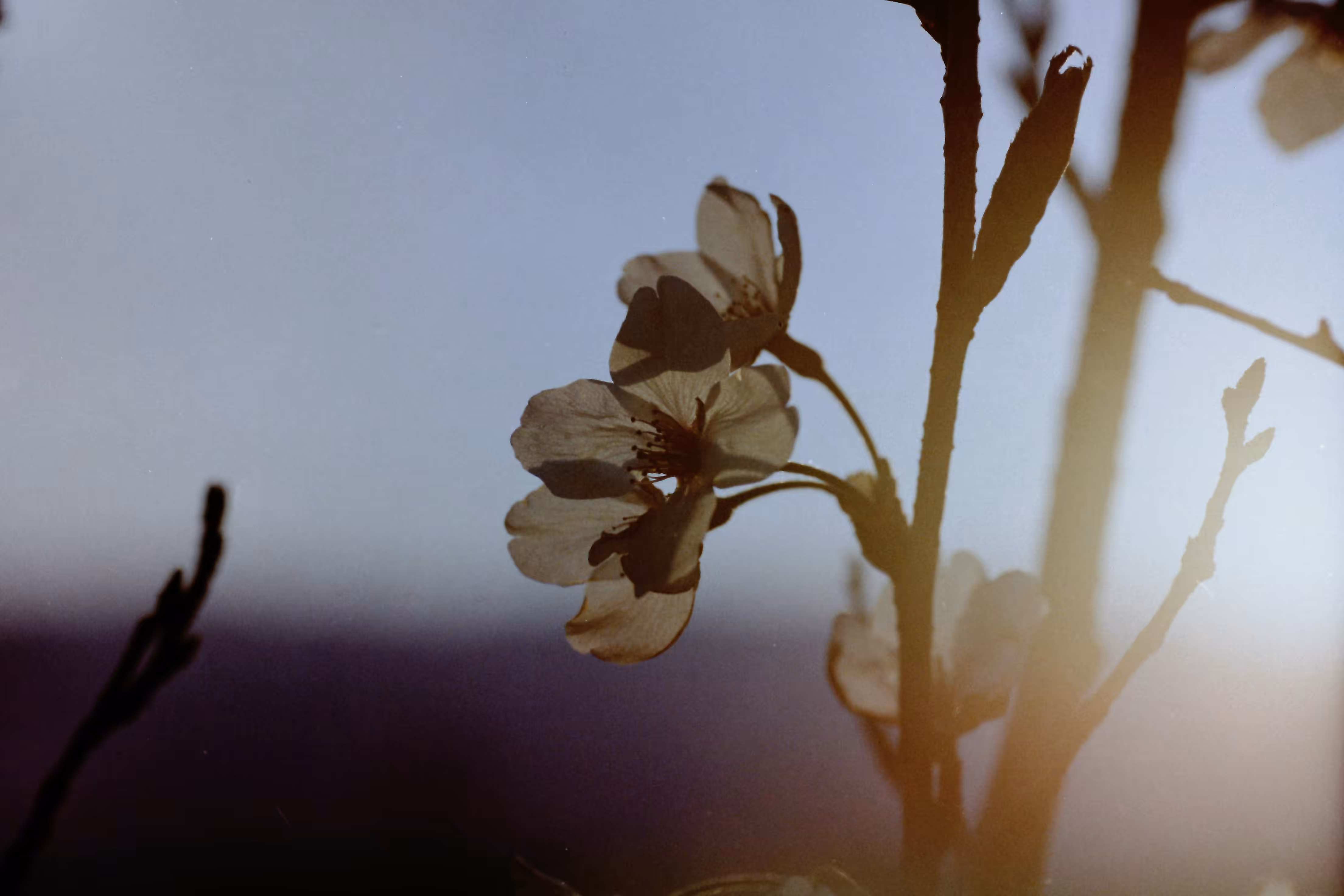 Heaven Series: The World of Film - Beautiful World