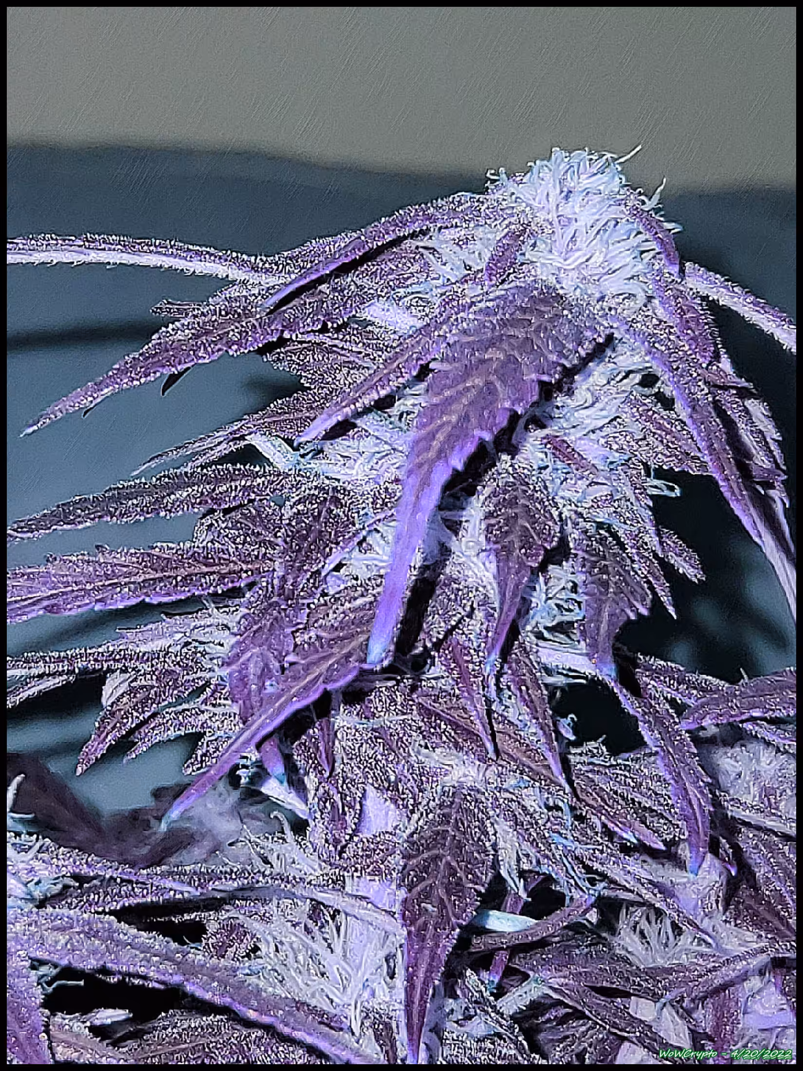 Purple Queen