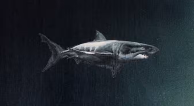 Great White in the Great Dark