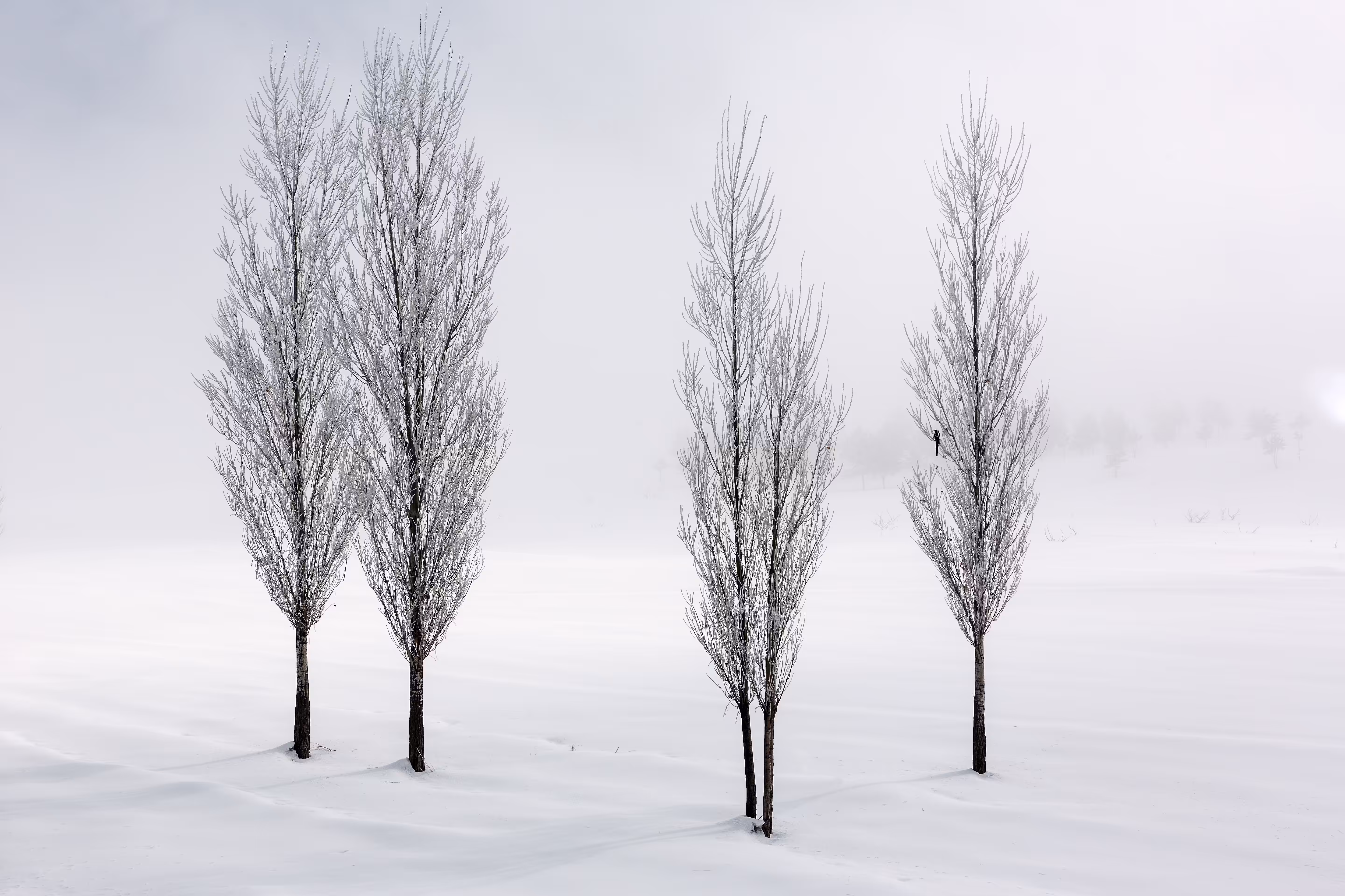 Poplar trees in Winter
