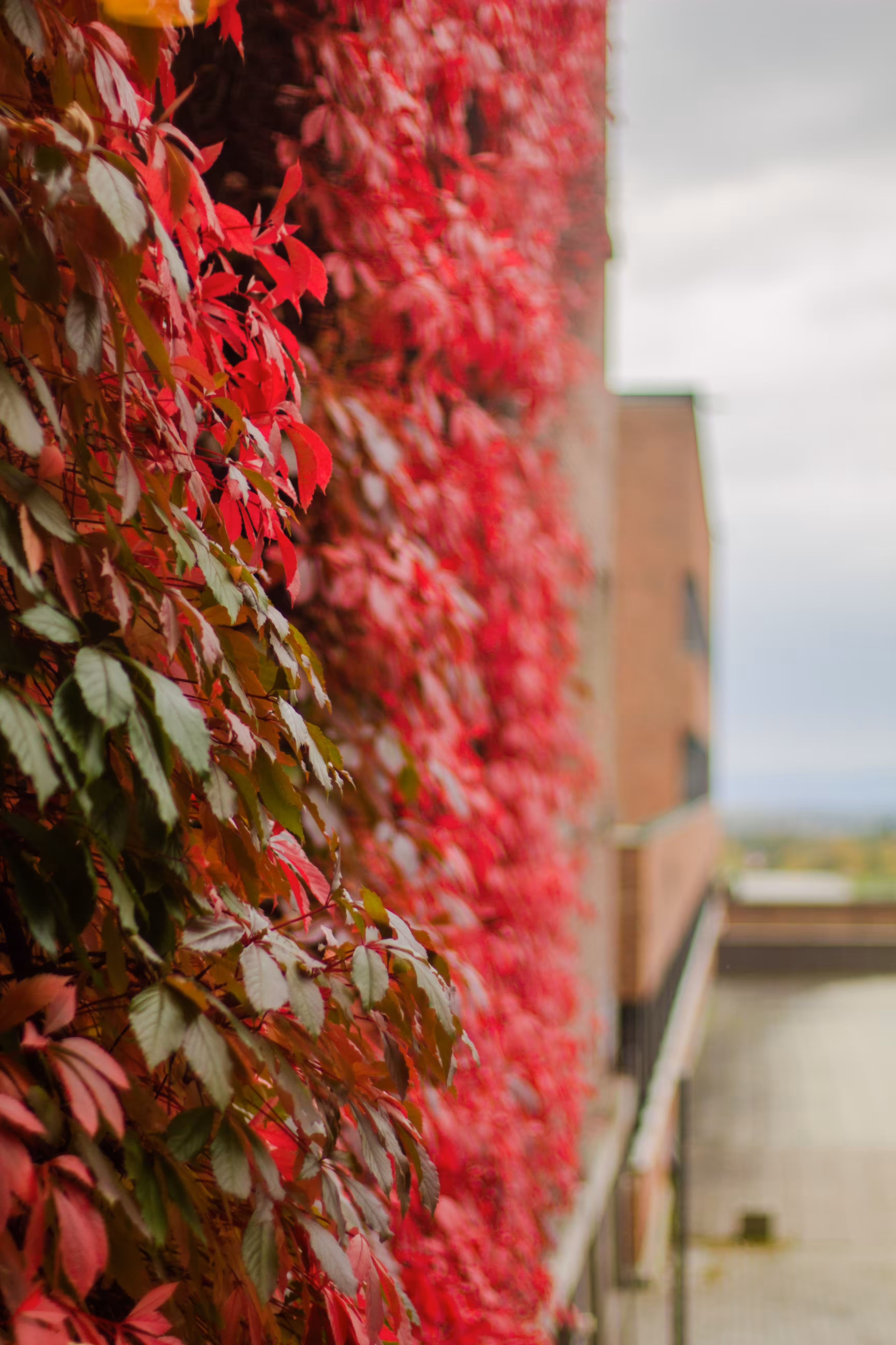climbing plants