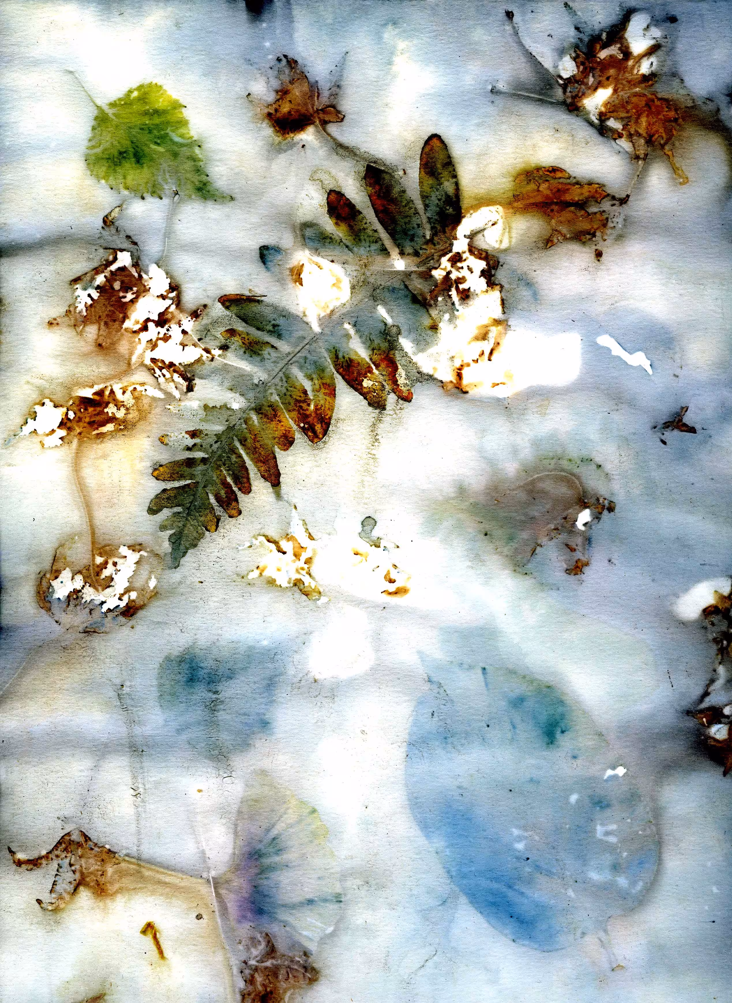 Fern