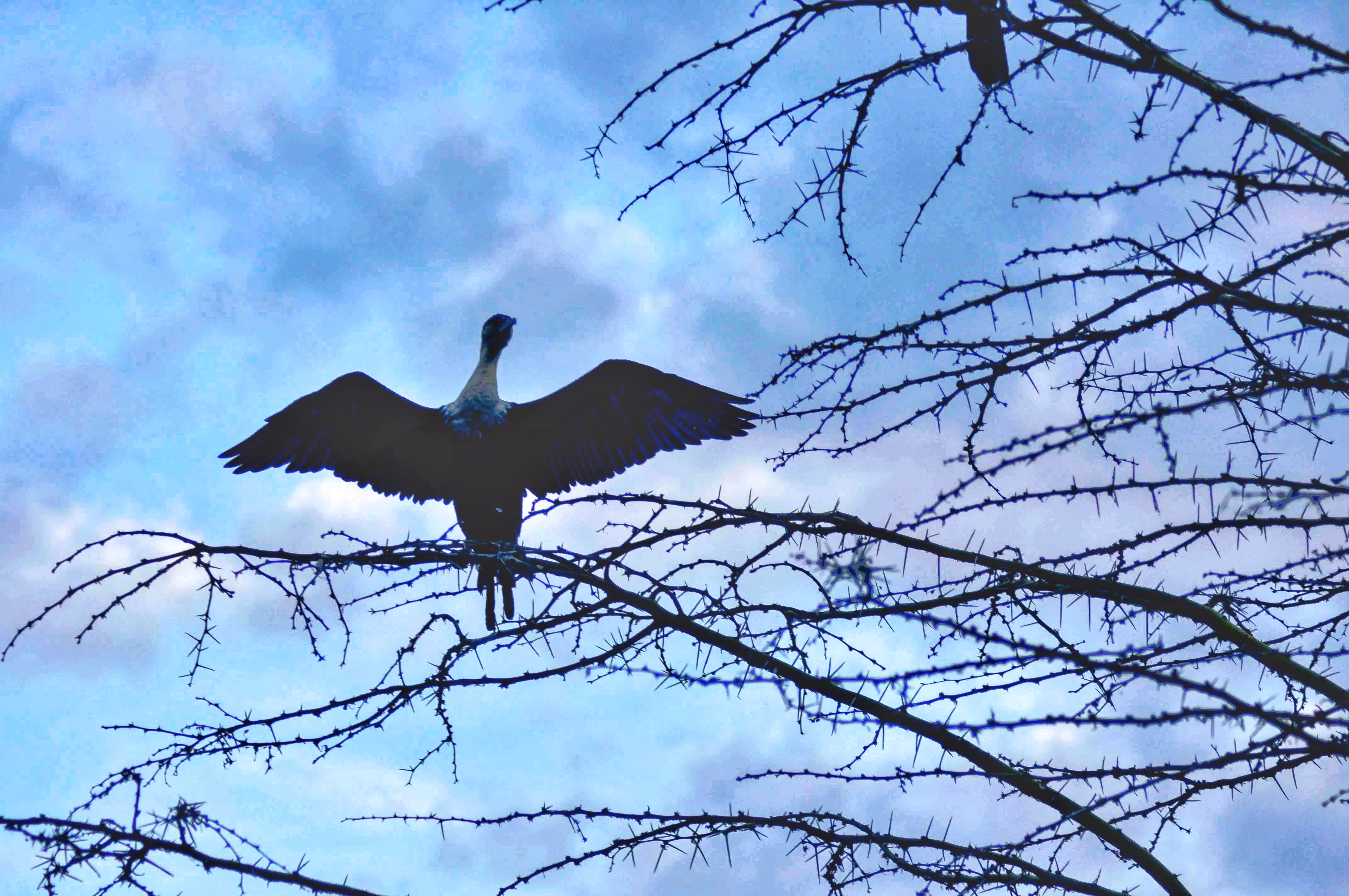 Free as a bird