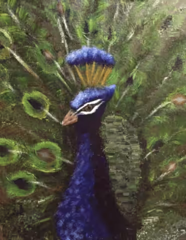 Beautiful Peafowl
