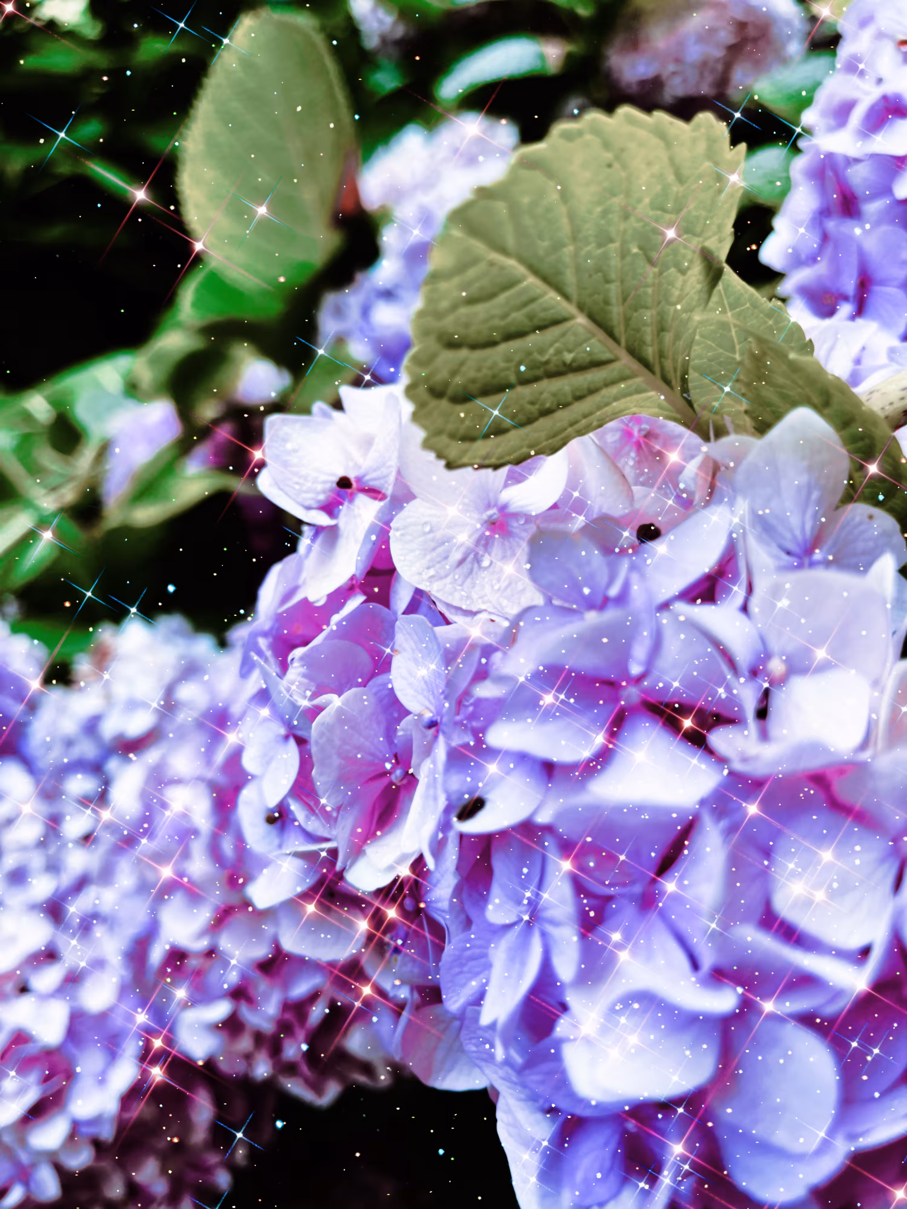 Hortensia