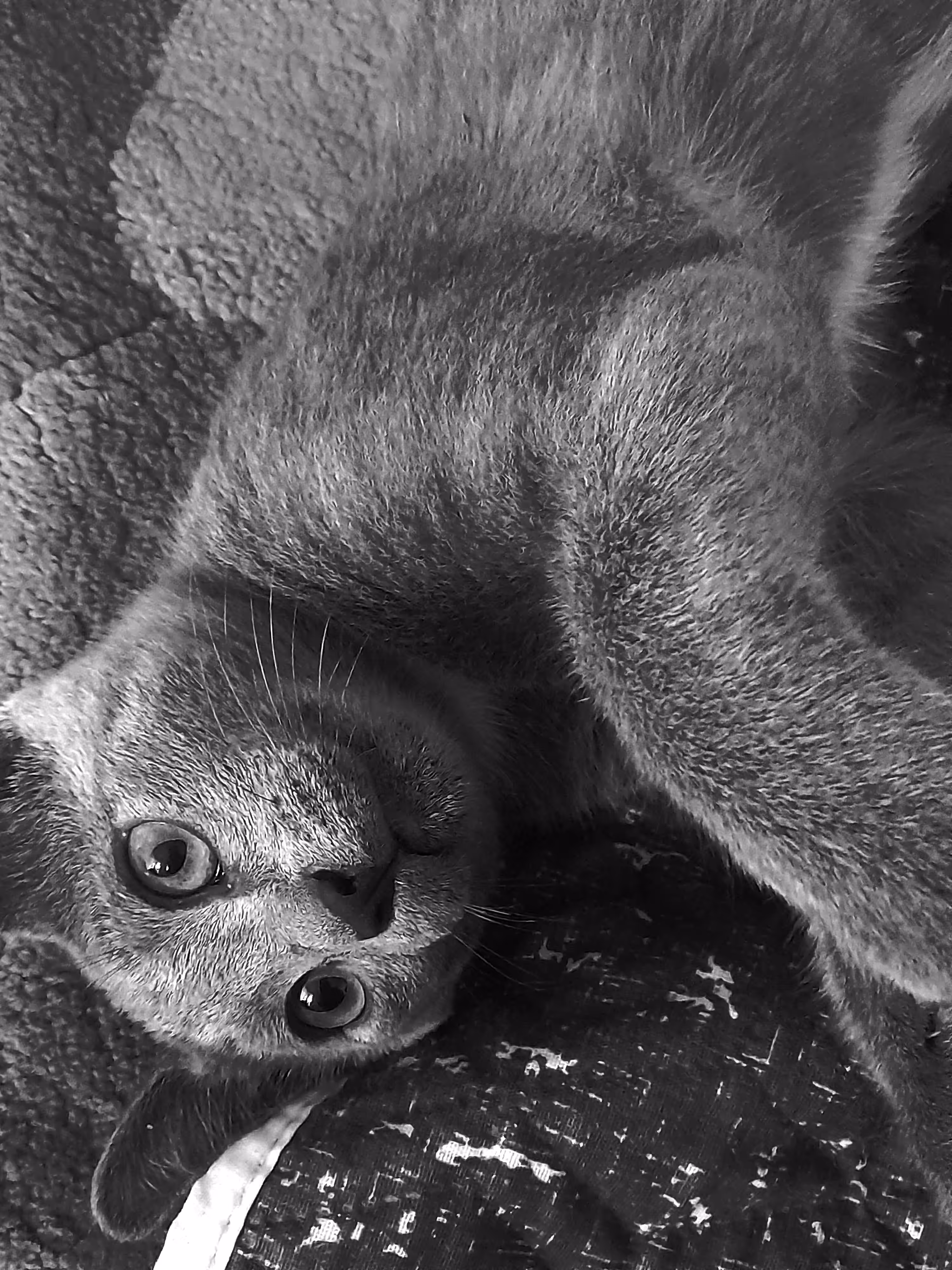 Caty