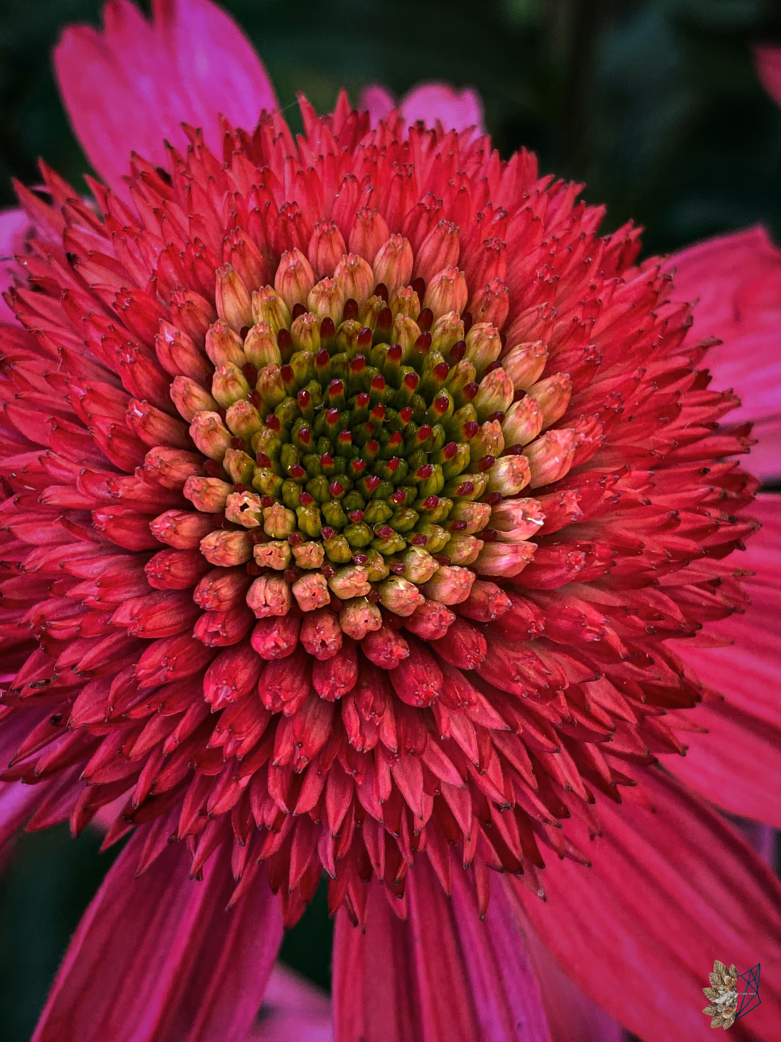 A Swirl of Cerise