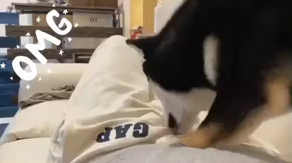 Doge gonna take everything from You!! (MEME)