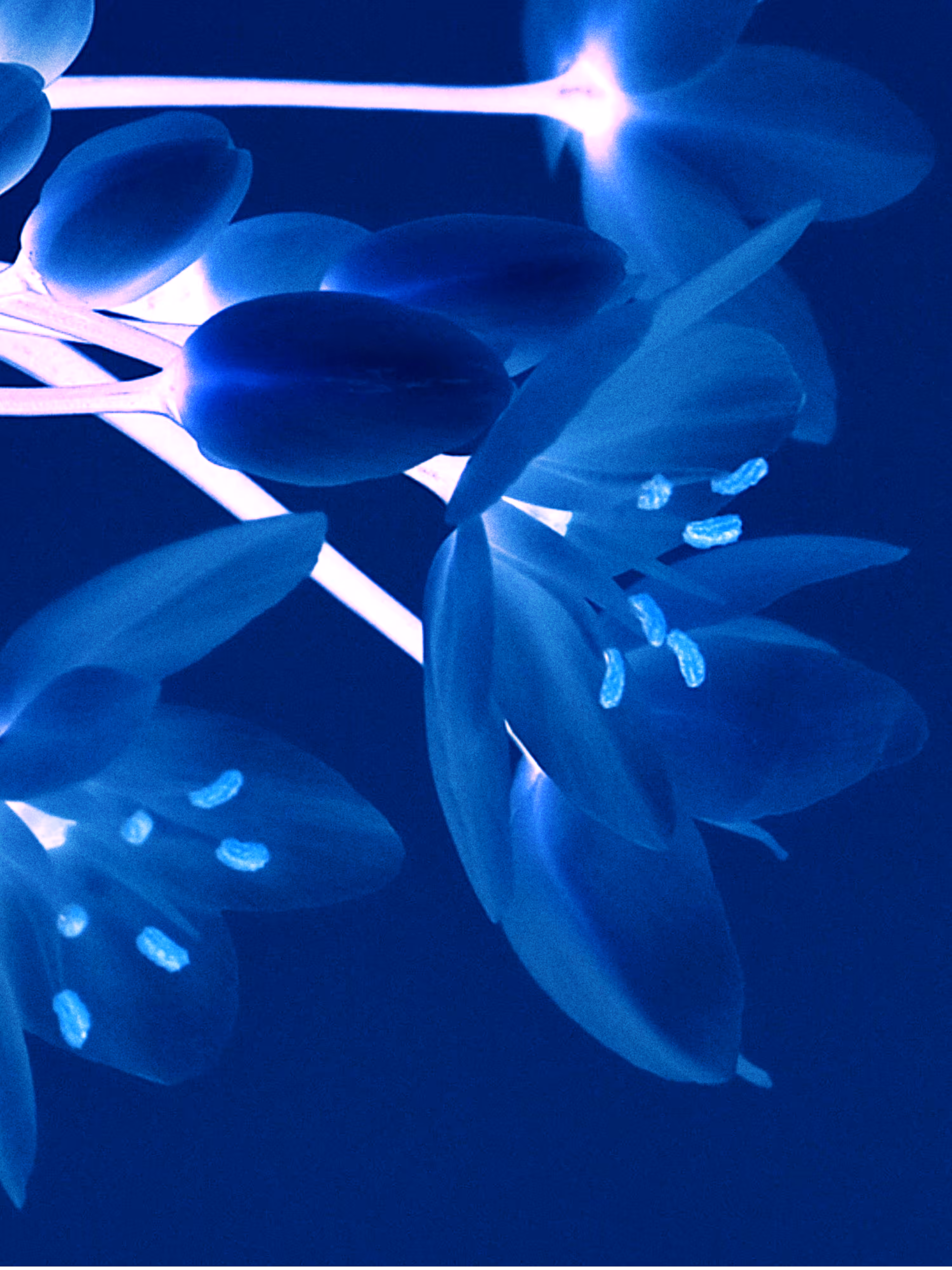 Rodeo post #545: NEON III