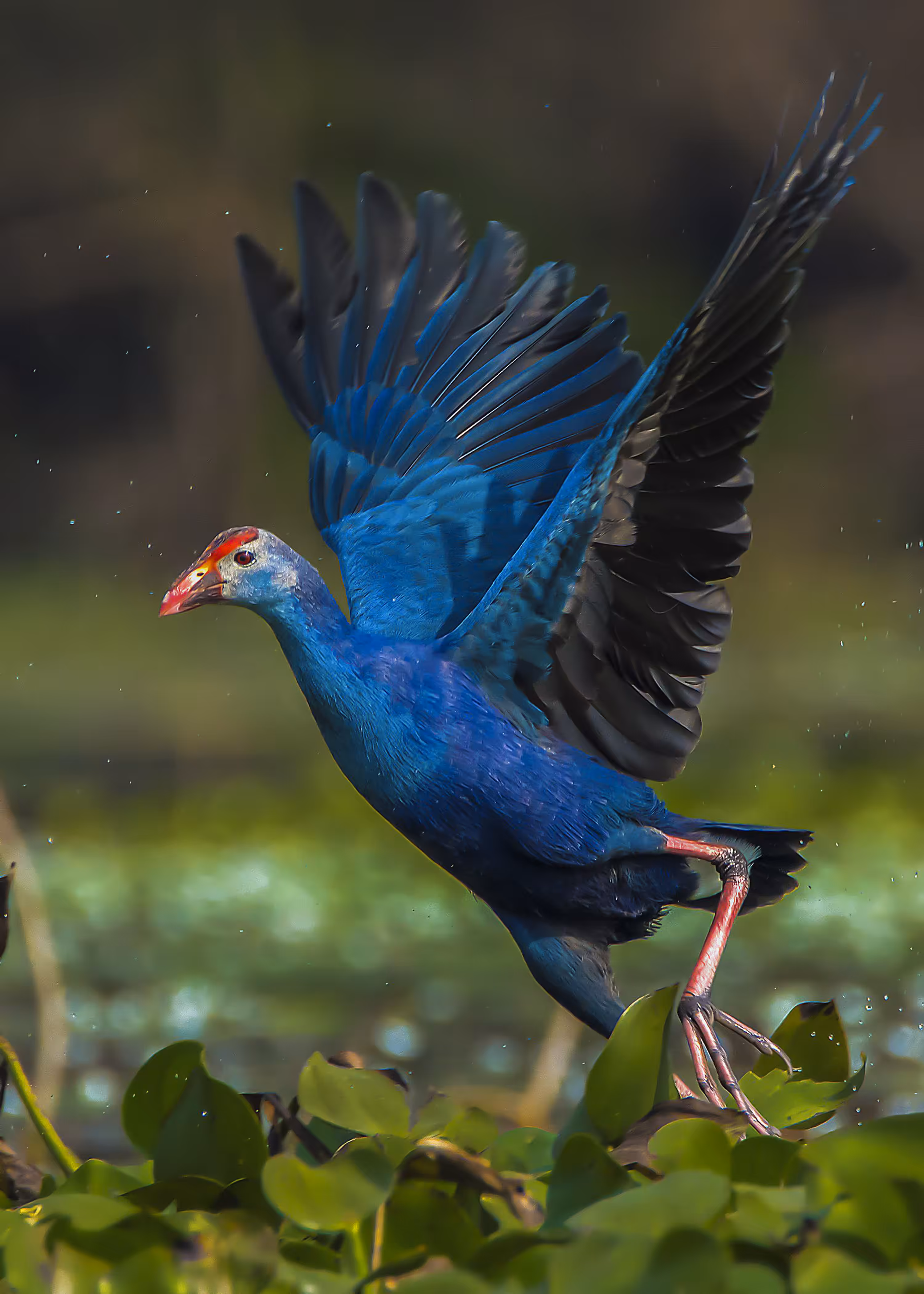 Grey Headed Swamphen