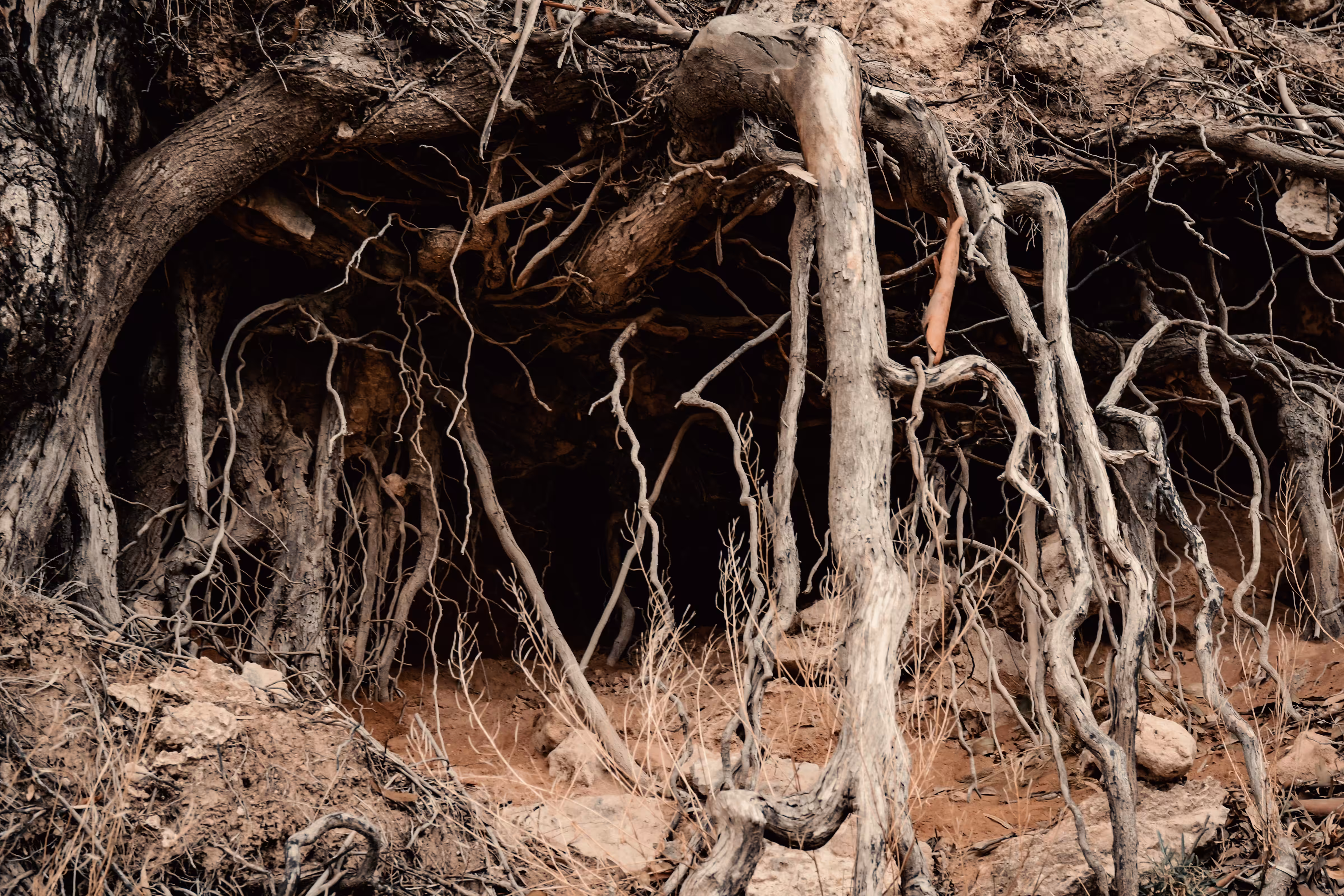 Abstrac nature 2