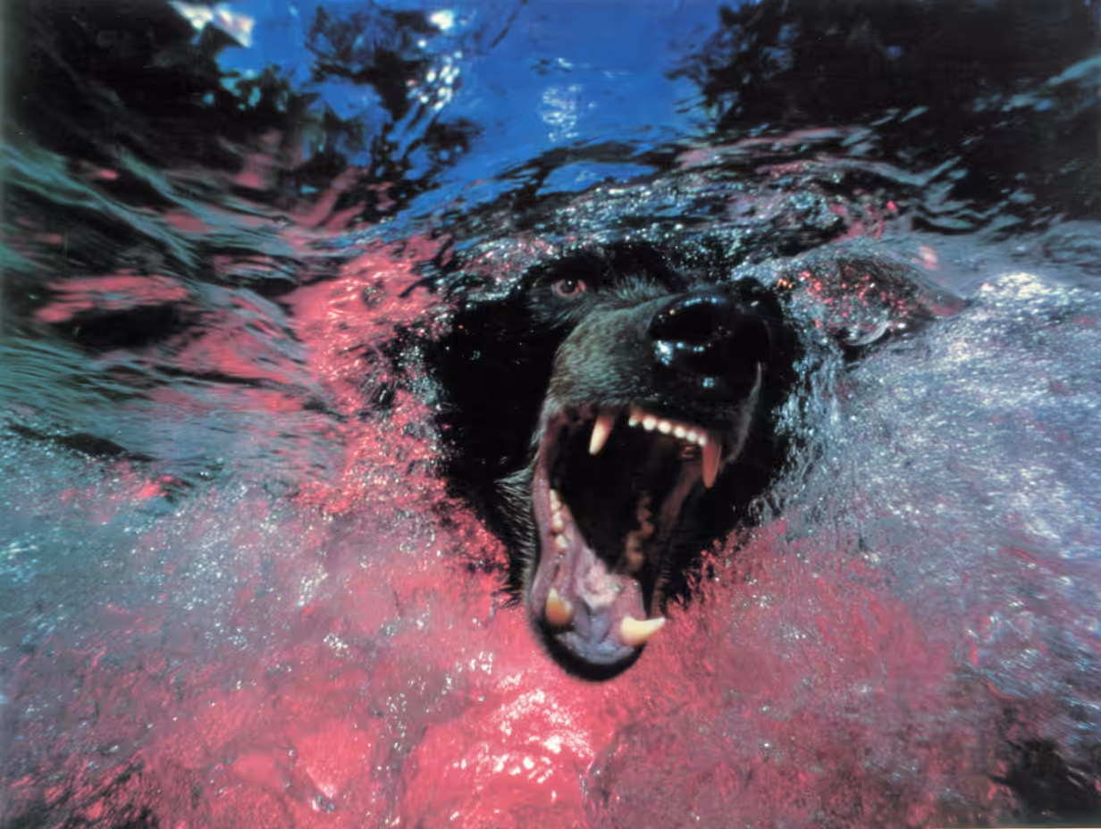 Bears, #32