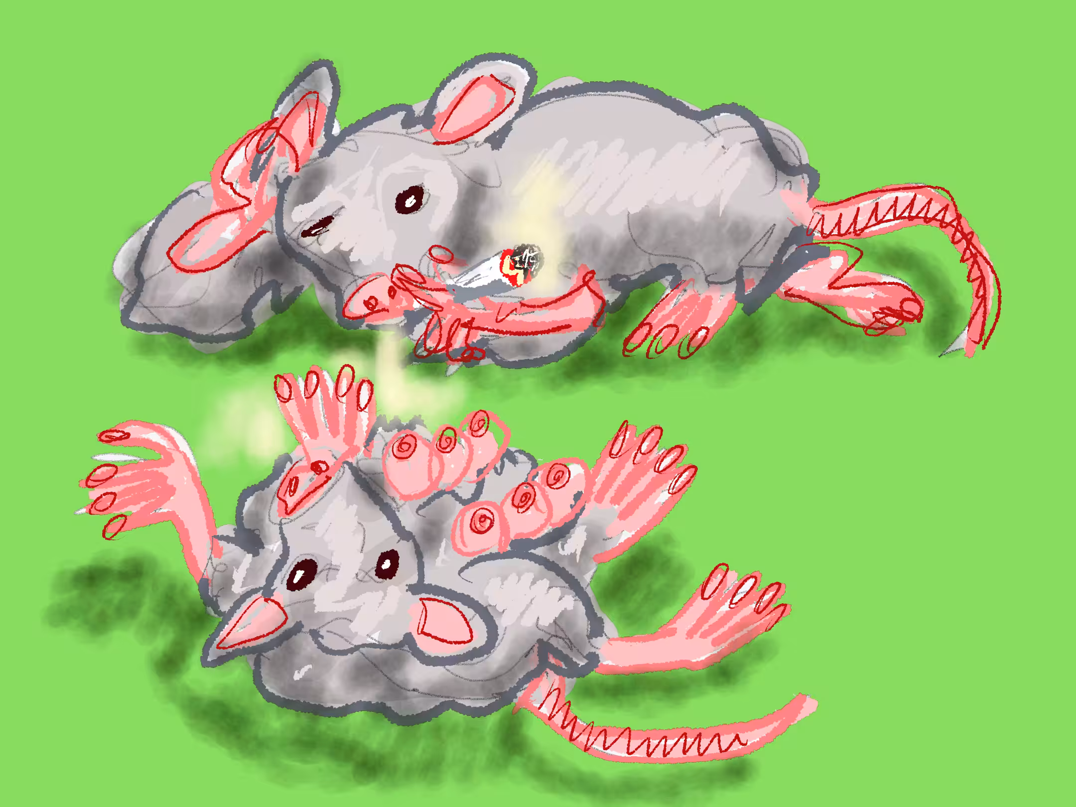 Rats
