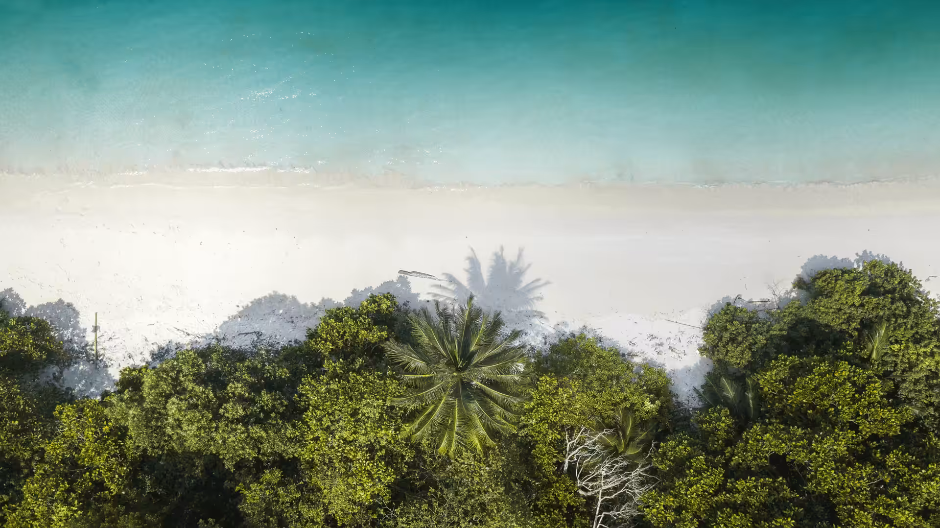Tropical Vibes #26 ( Insolation )