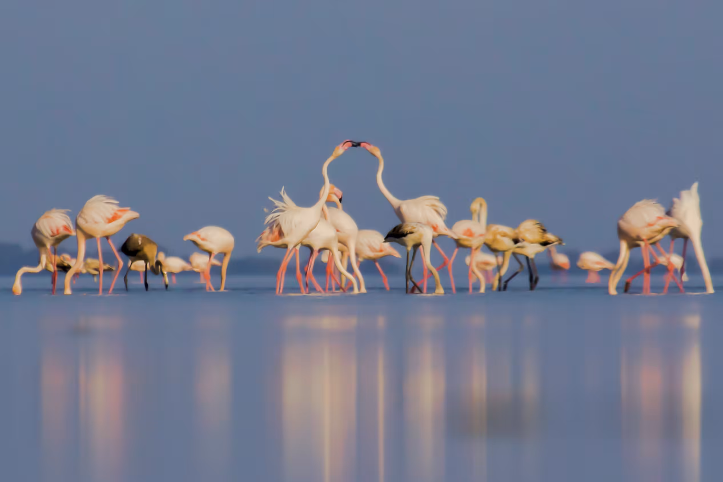 Feathered Romance