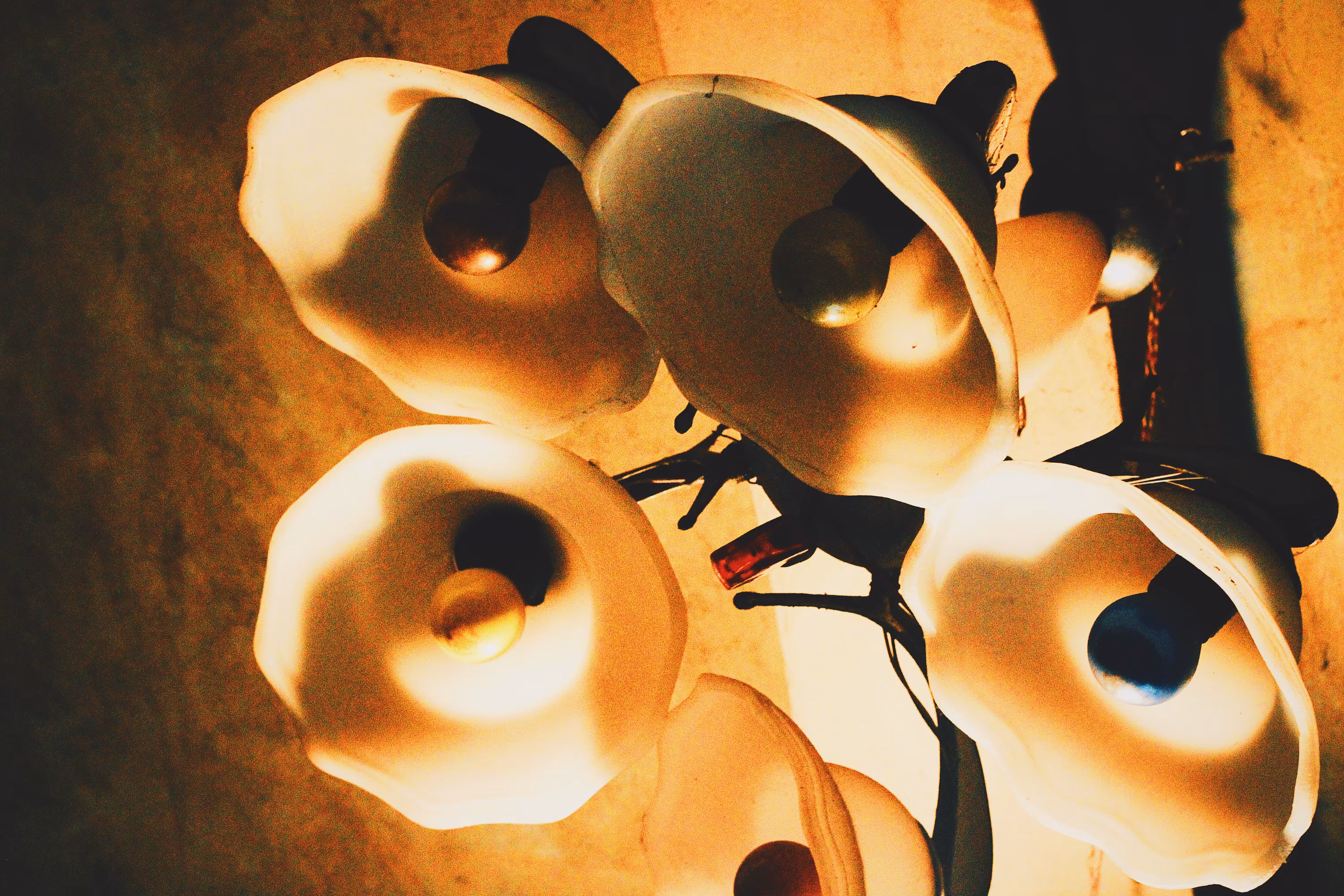 Storytelling Collection: Blooming Illumination