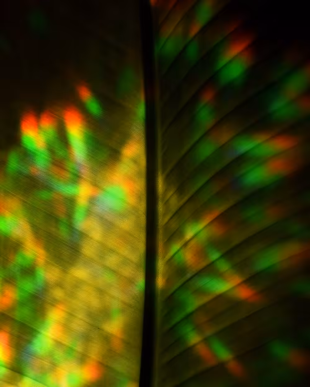 dancing daylight
