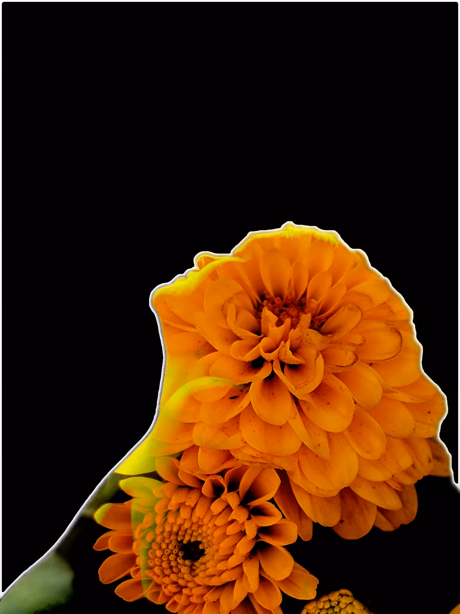 Wallflower