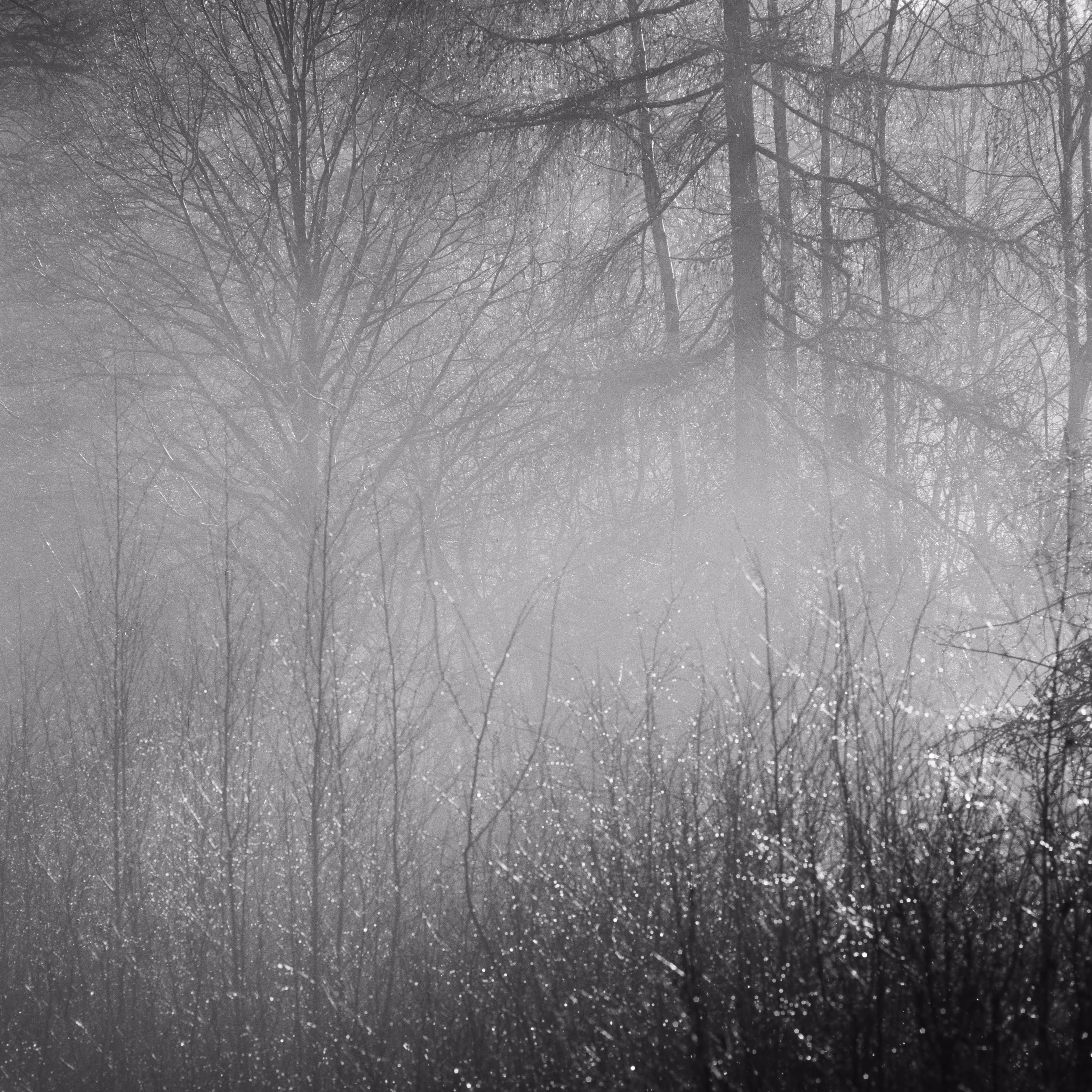 Morning Light