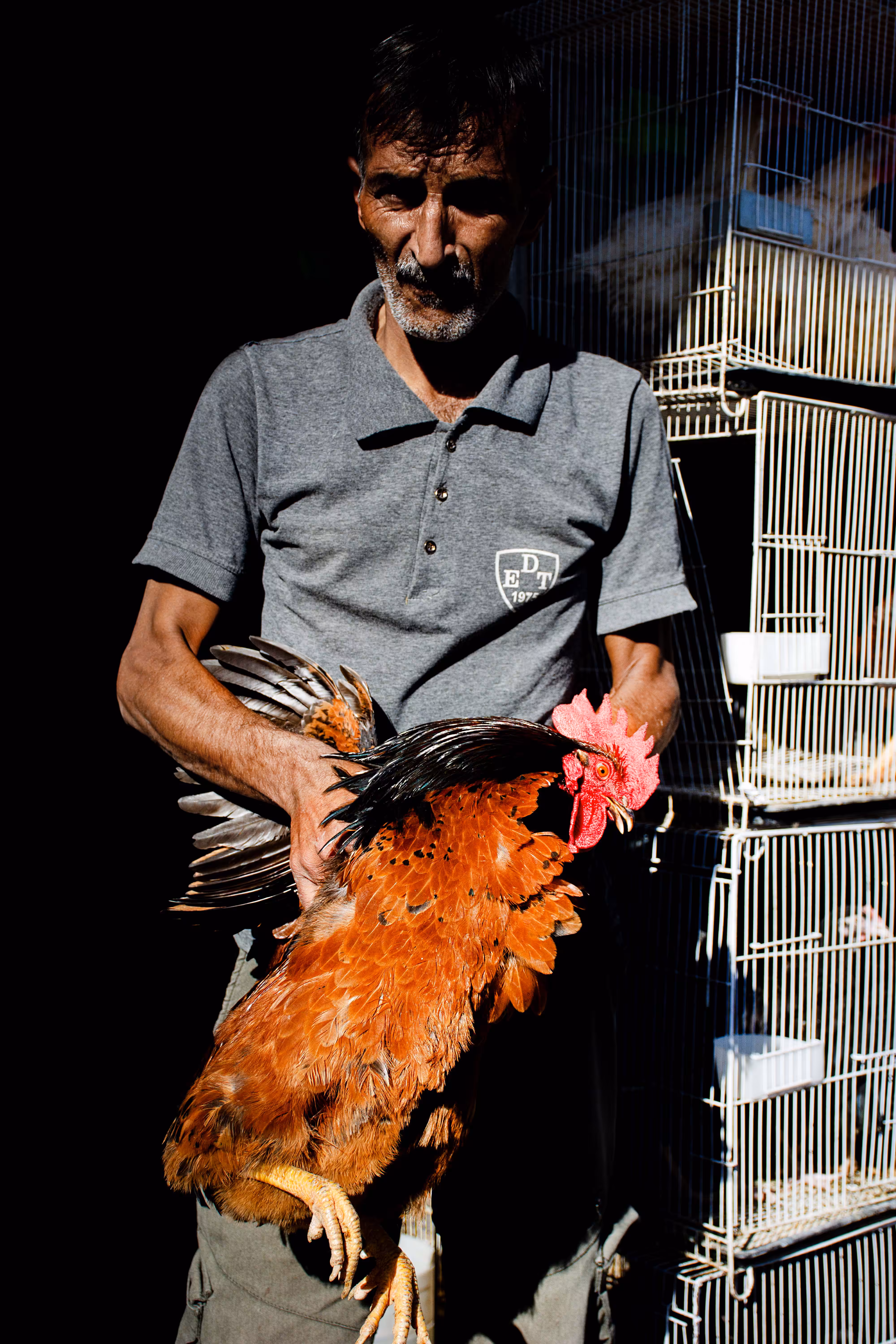 Once Upon a Time: Bird market
