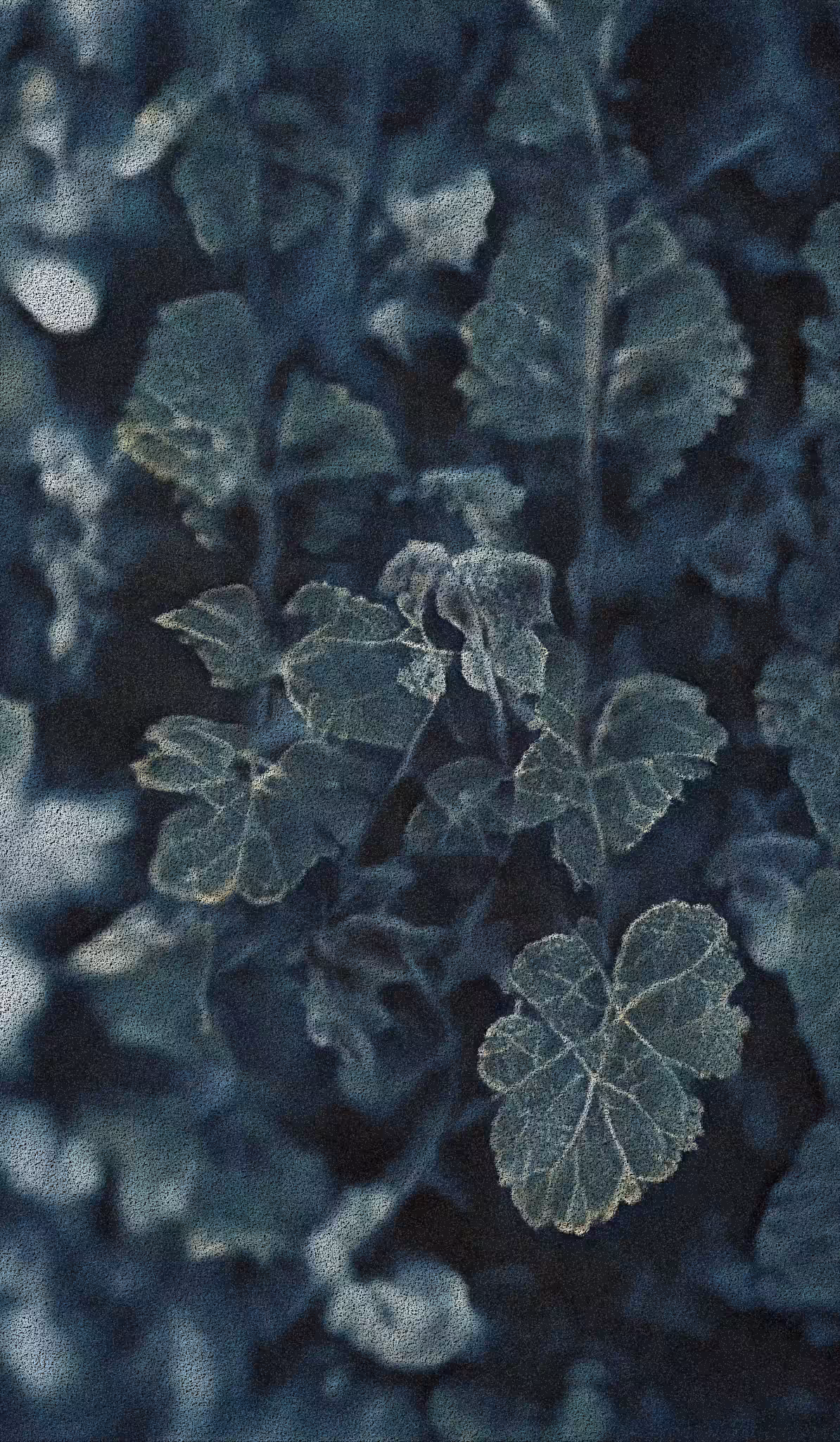 APPARATUS-VITIS: Apparatus Vitis #31
