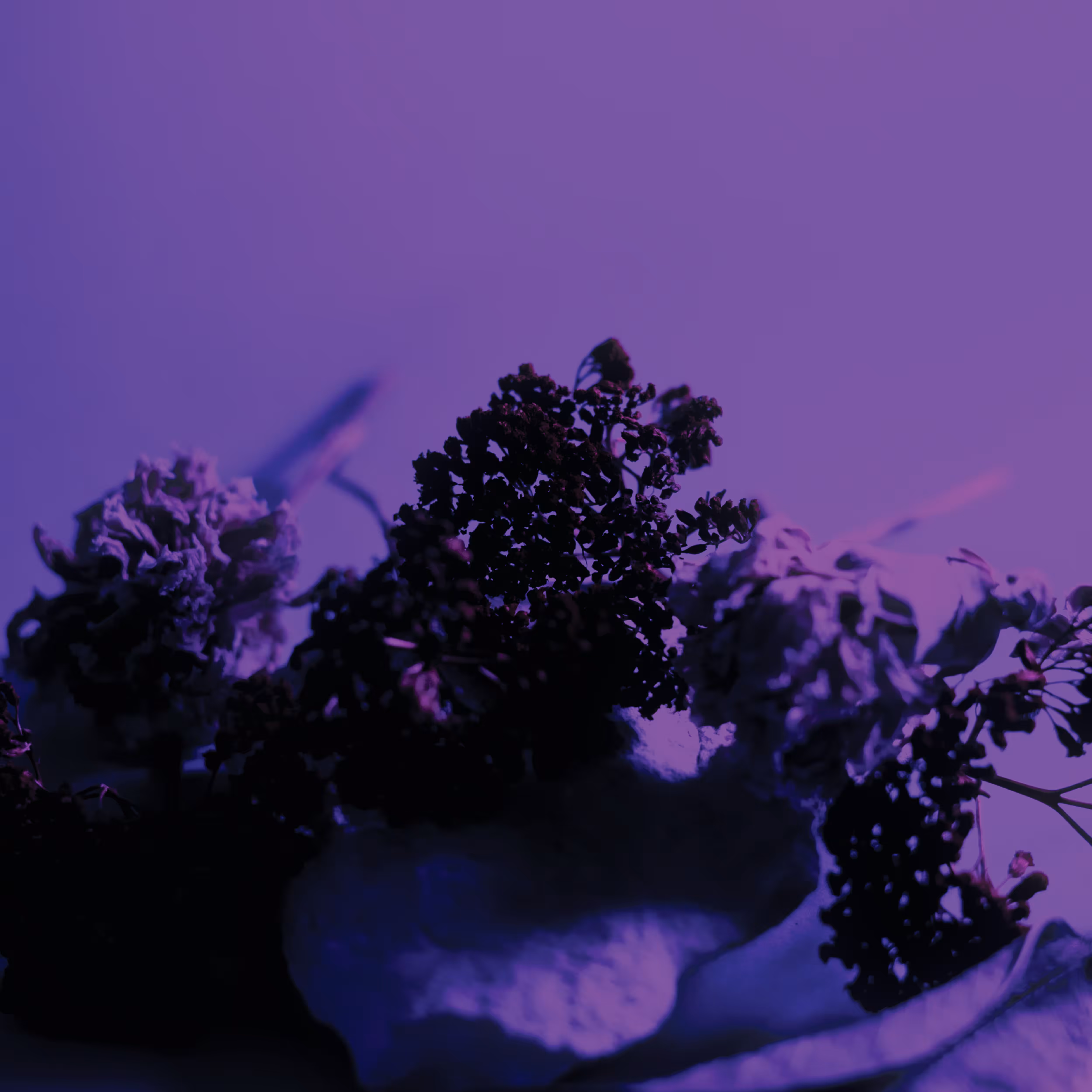 Floral Abstraction 008