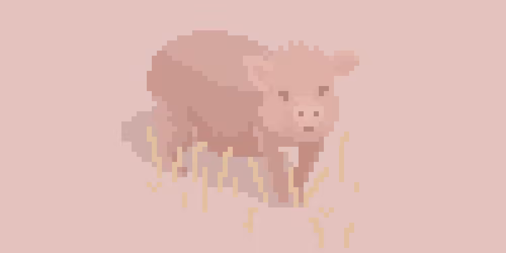 Mini Pig