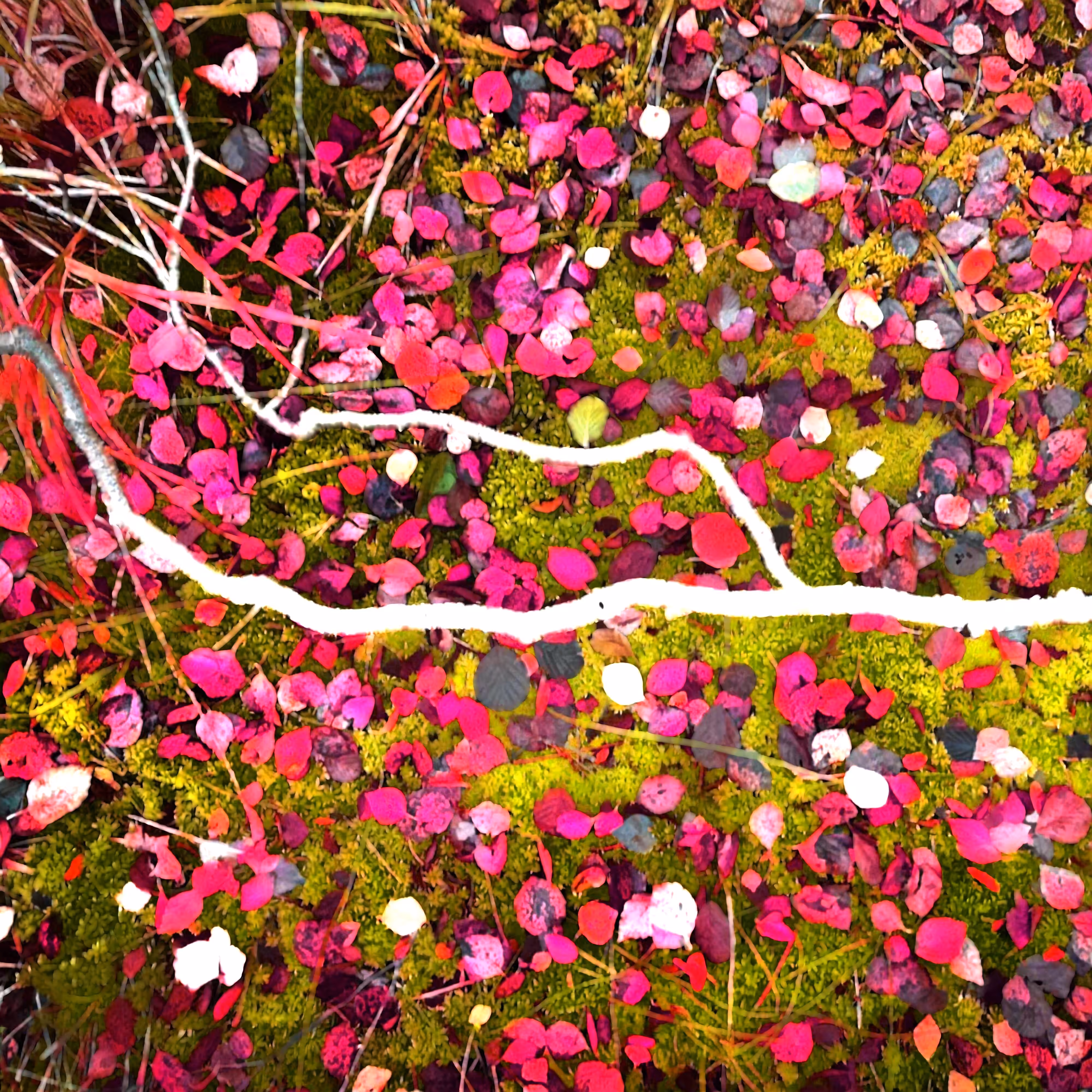 Autonomous Forest Plots: Plot u329hvn59