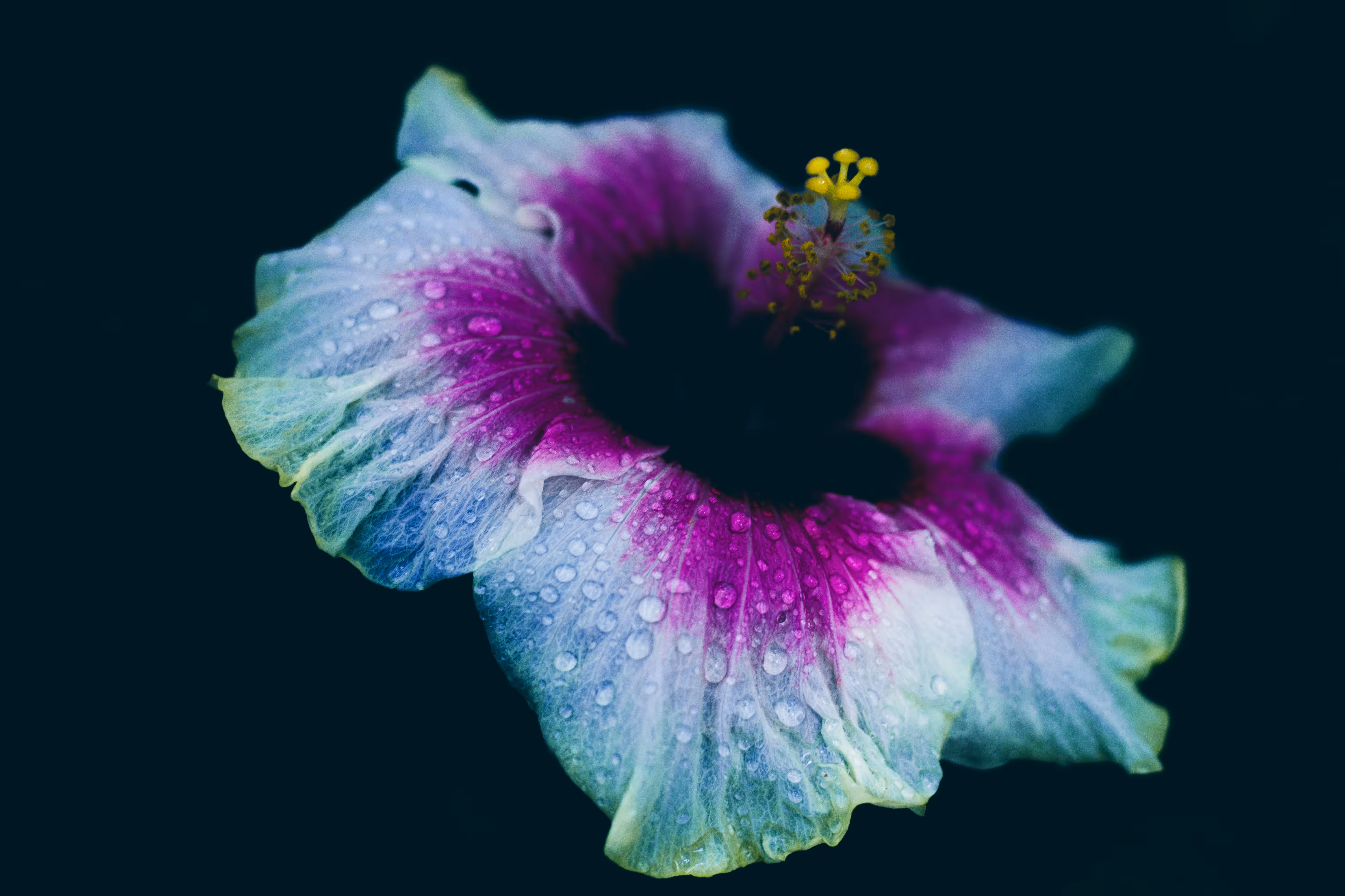 曇花一現