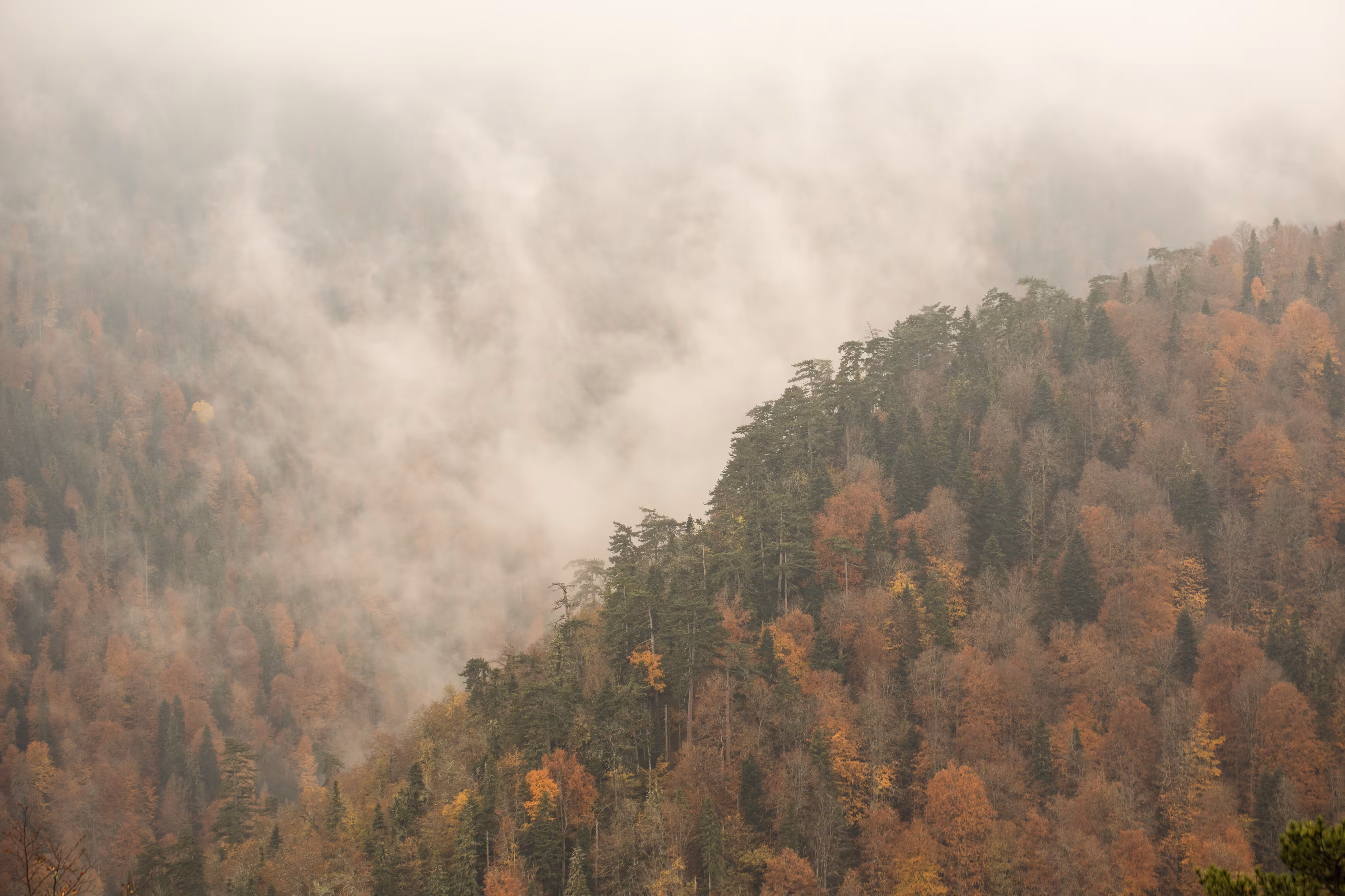 Colors Of Nature #5