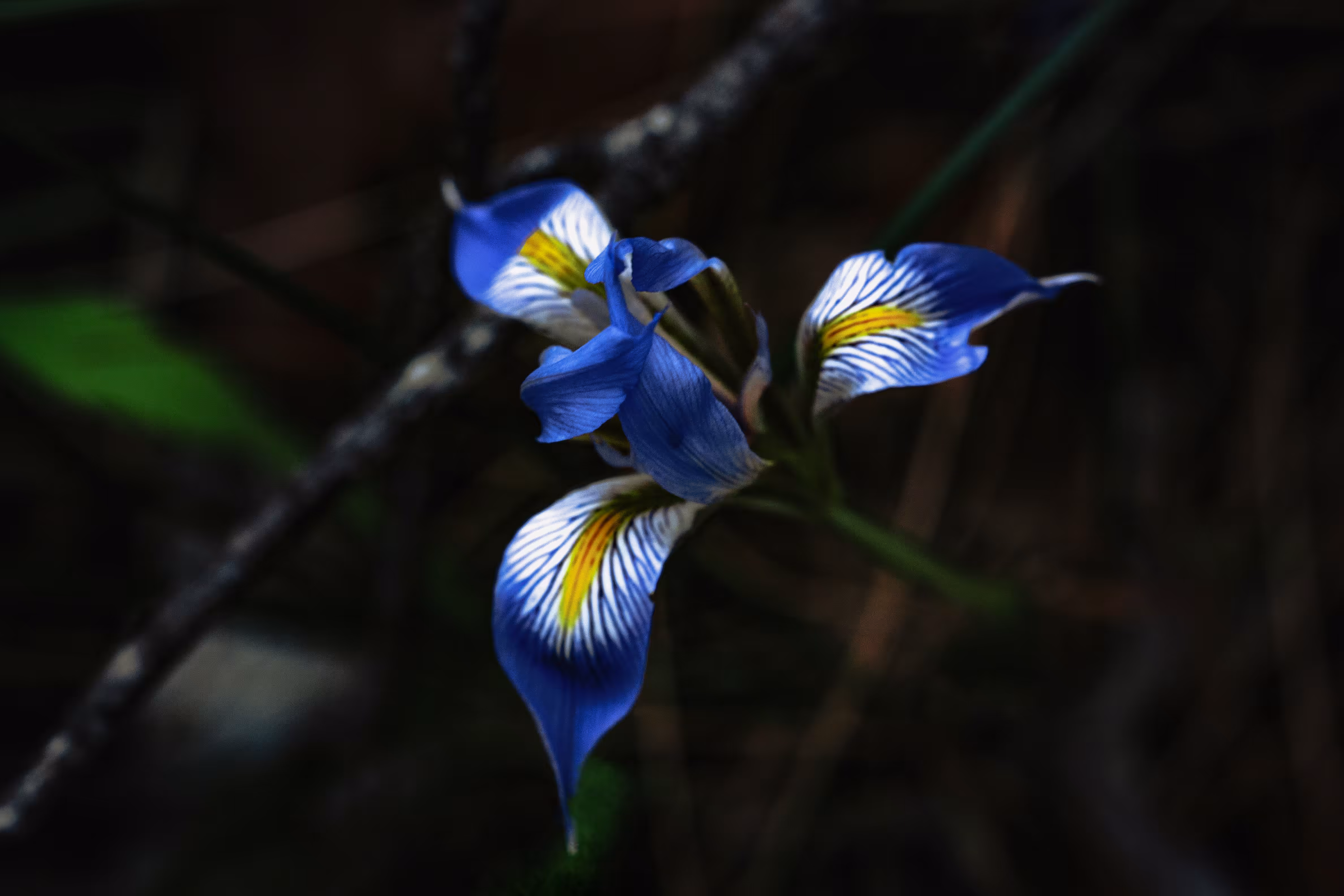Spring Symphony: The 𝐼𝑟𝑖𝑠 