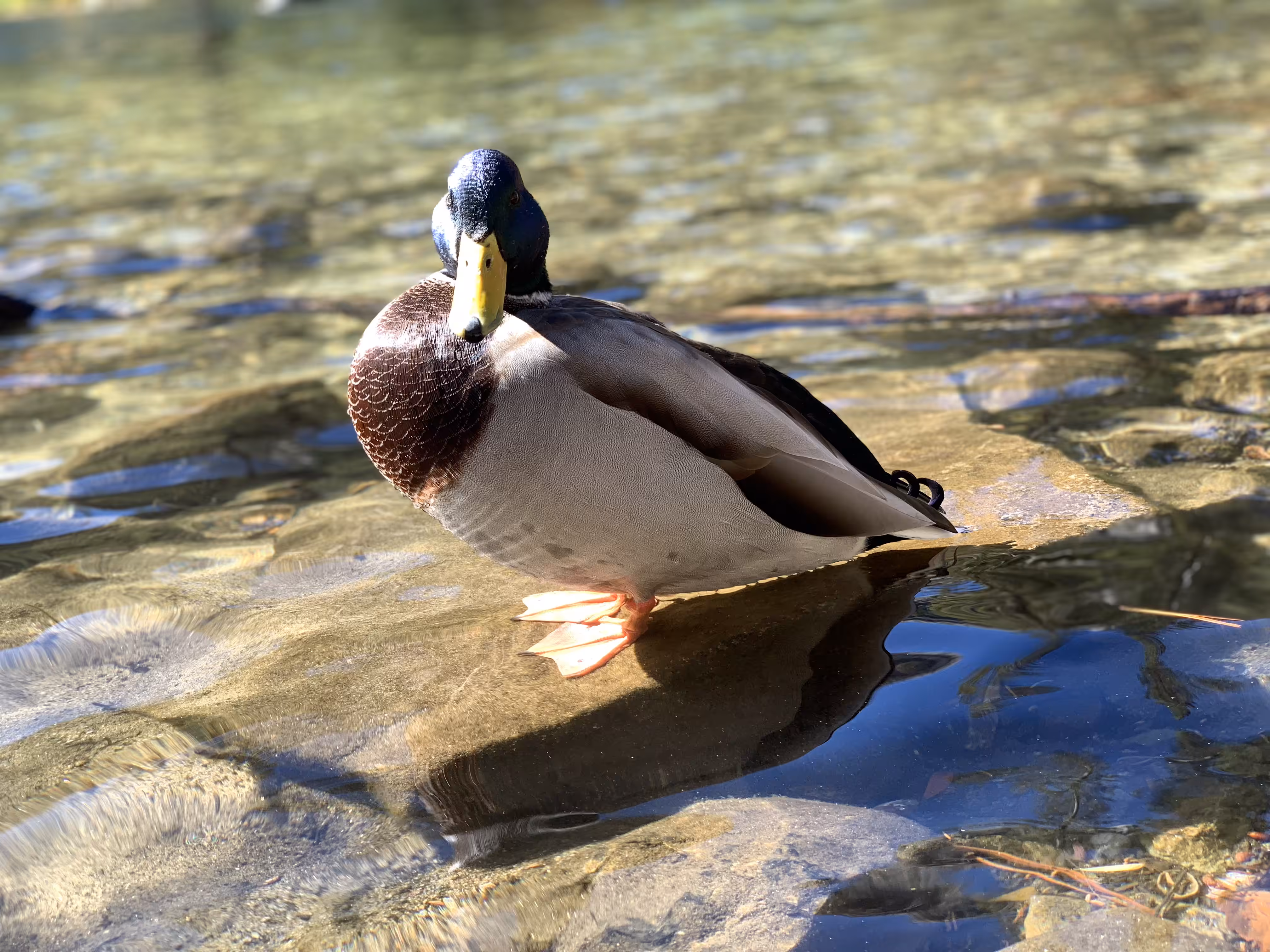 what the duck are you looking at?