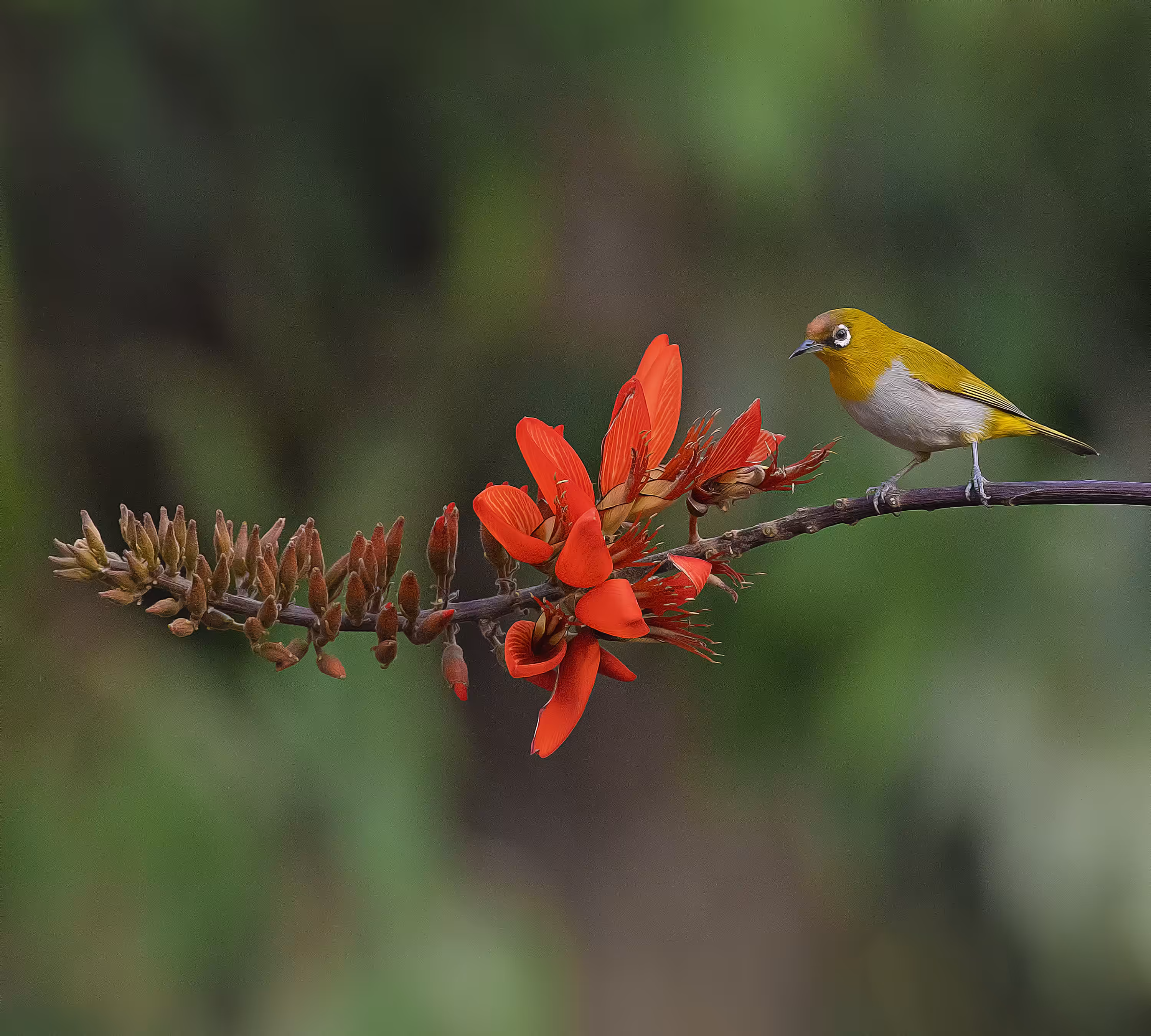 Oriental White-eye