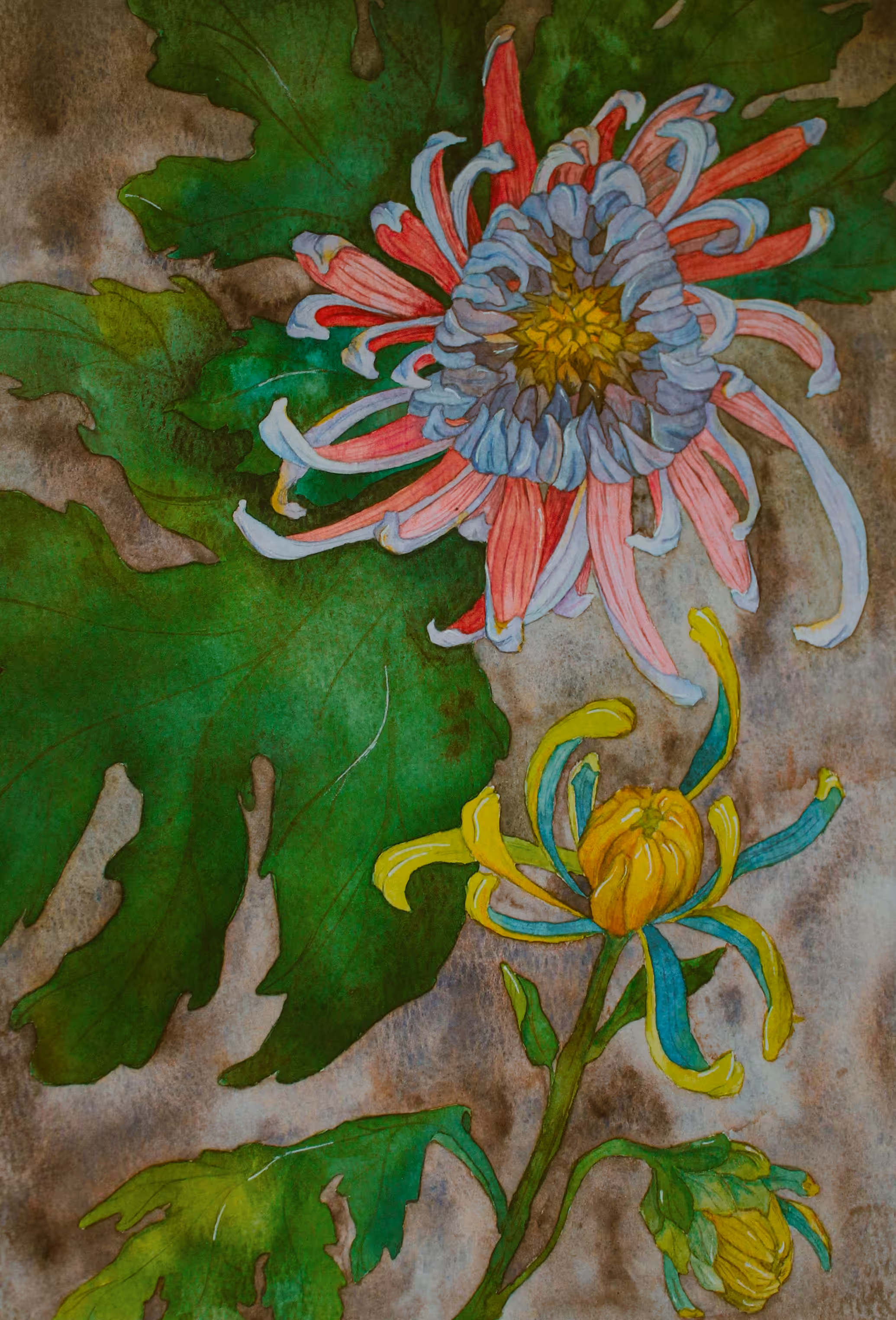 Japanese chrysanthemum