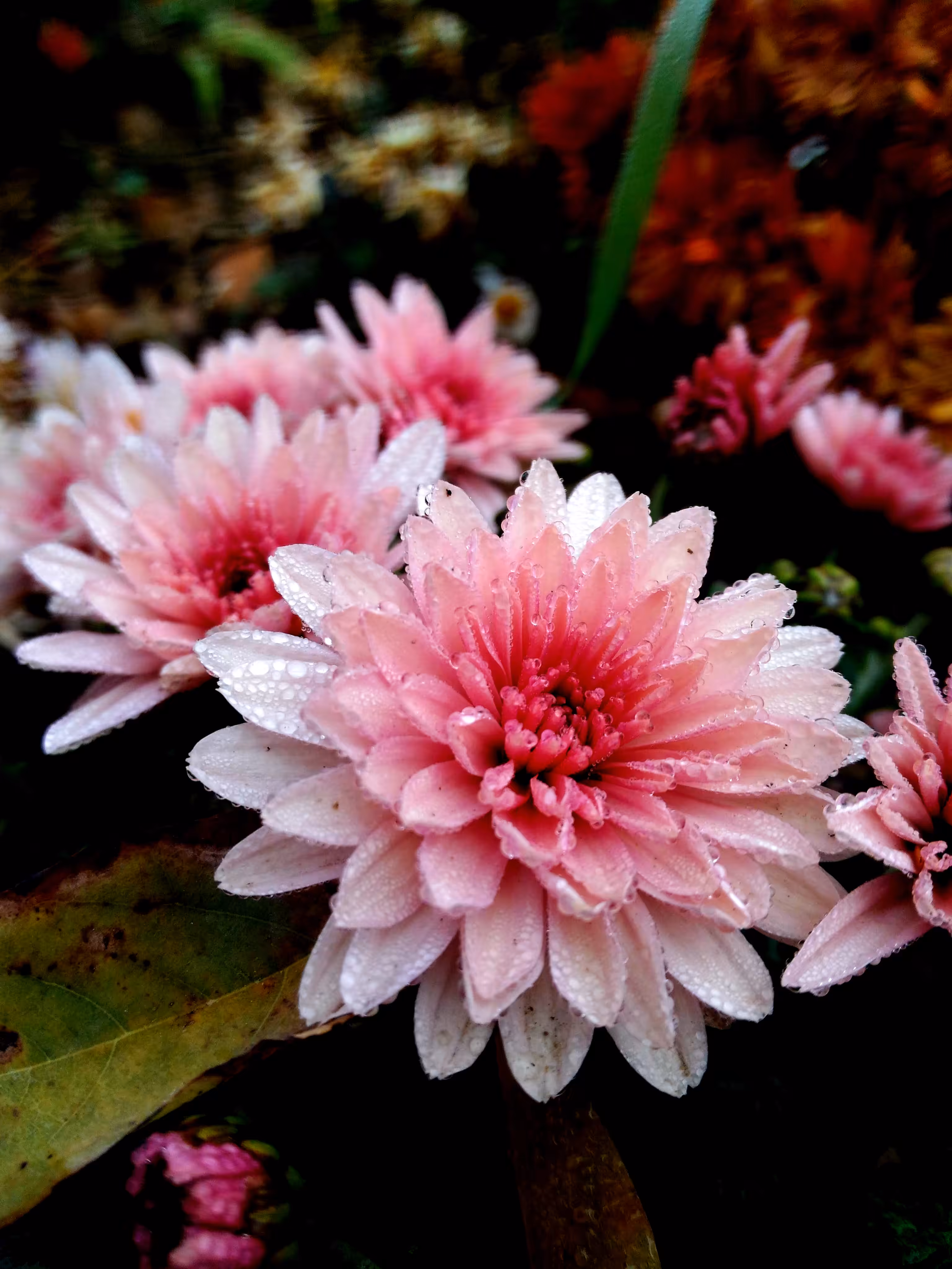 Raindrops