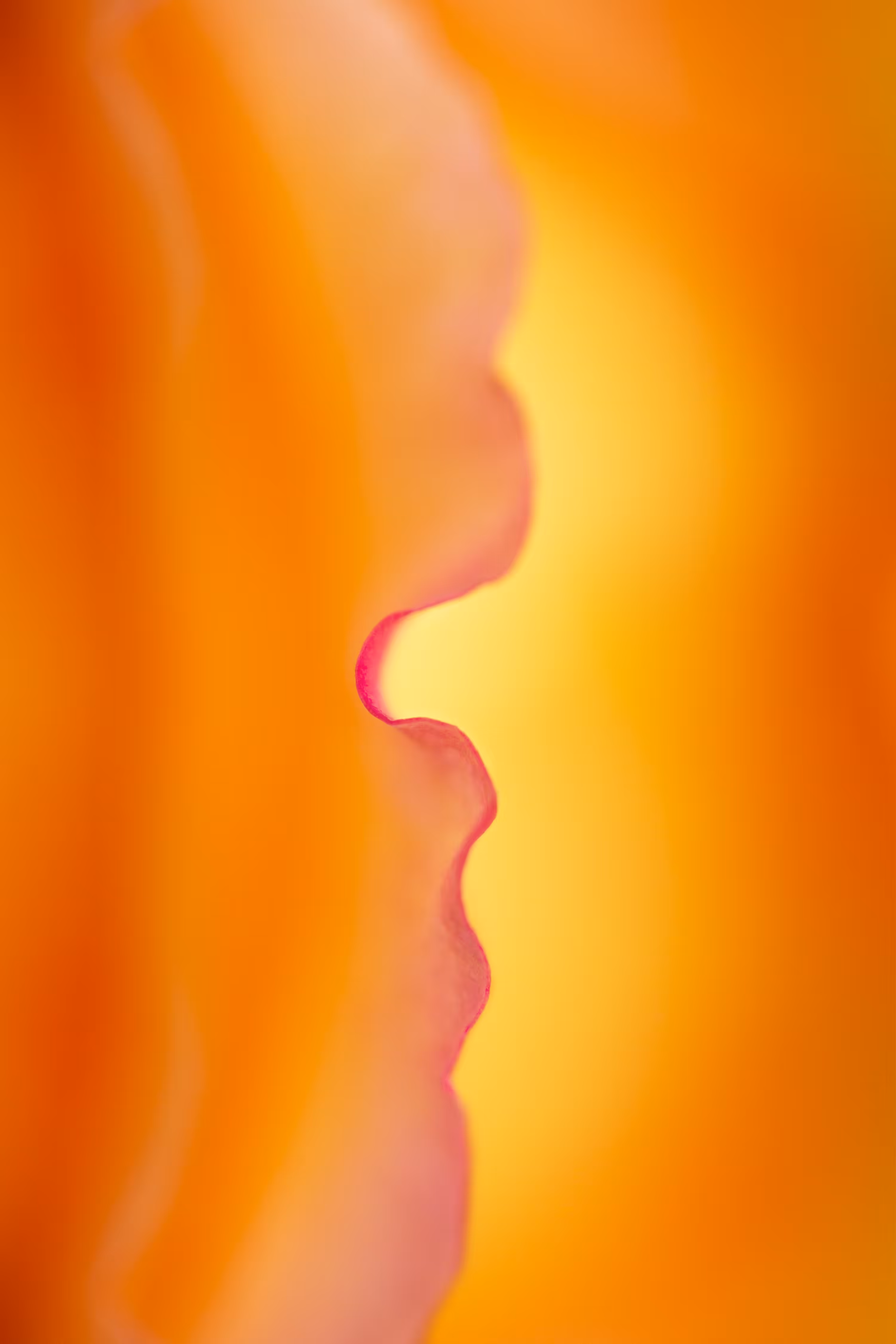 Sunshine Through The Petals