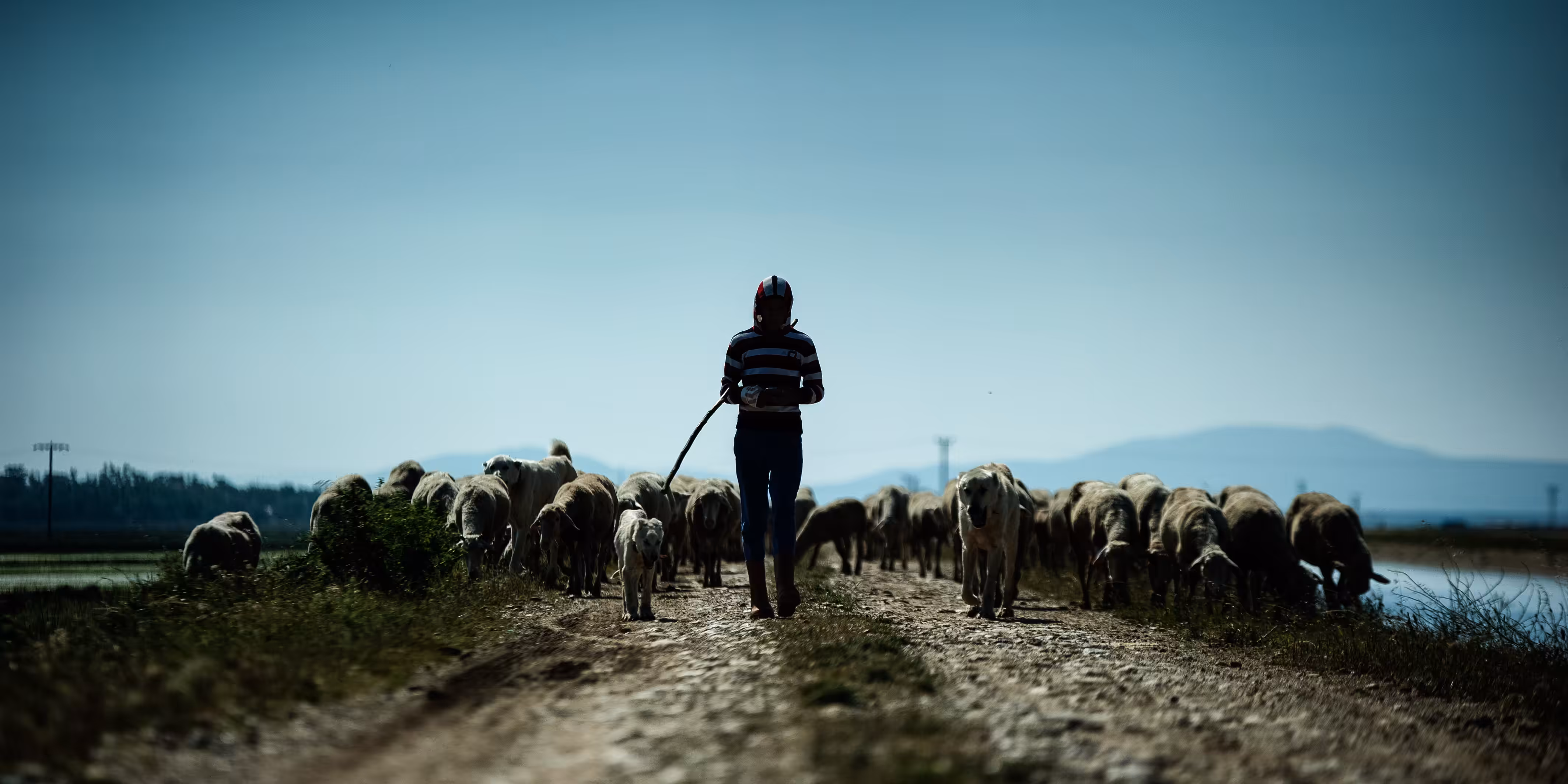 The Shepherd