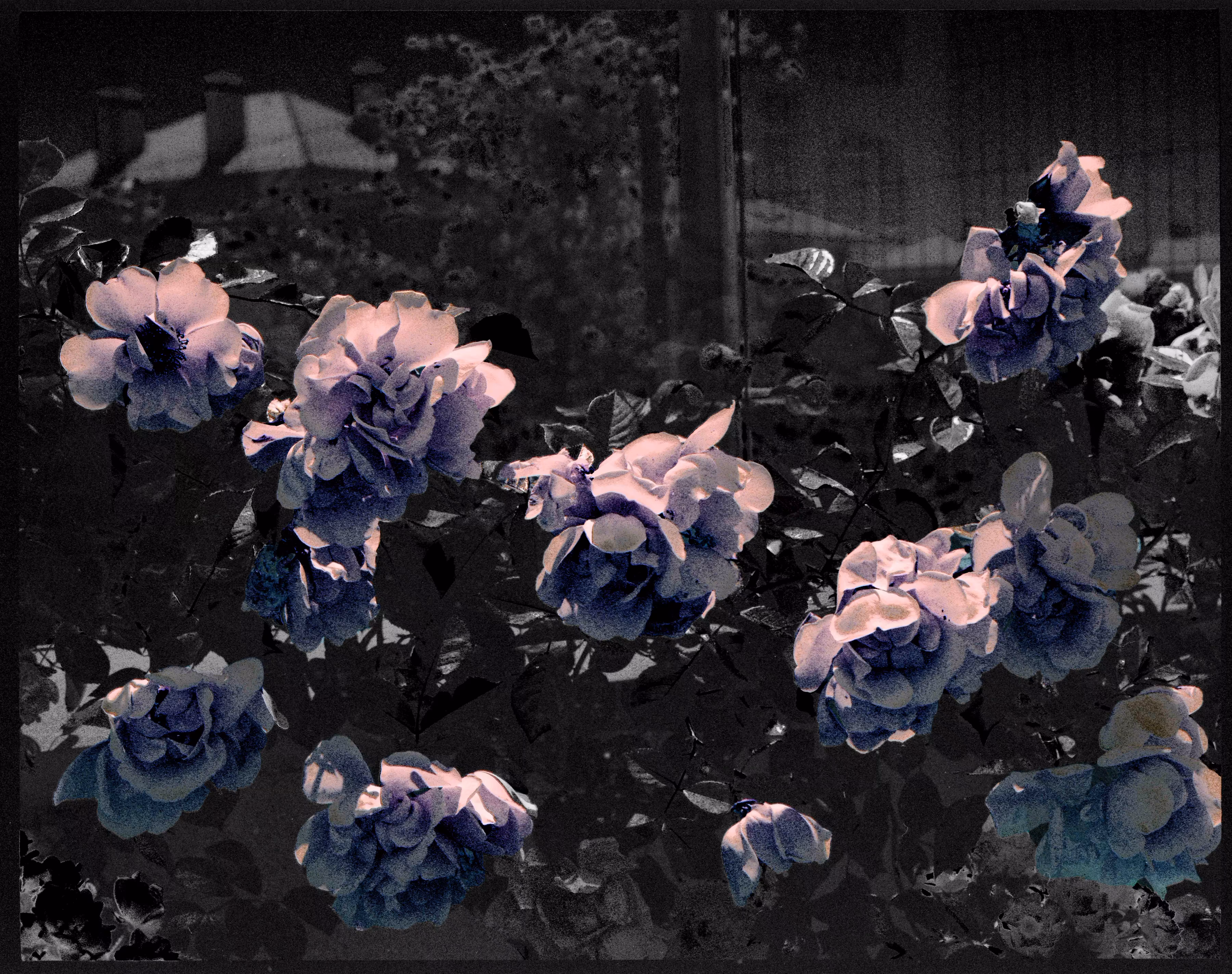 last bloom