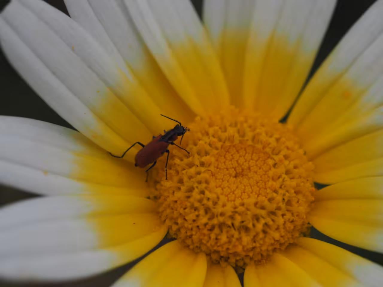 Daisy