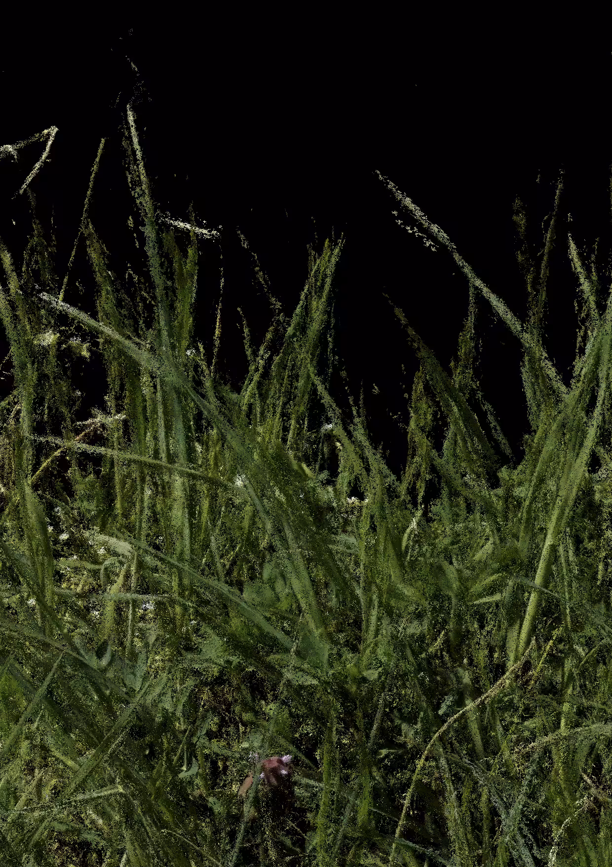 Overgrowth