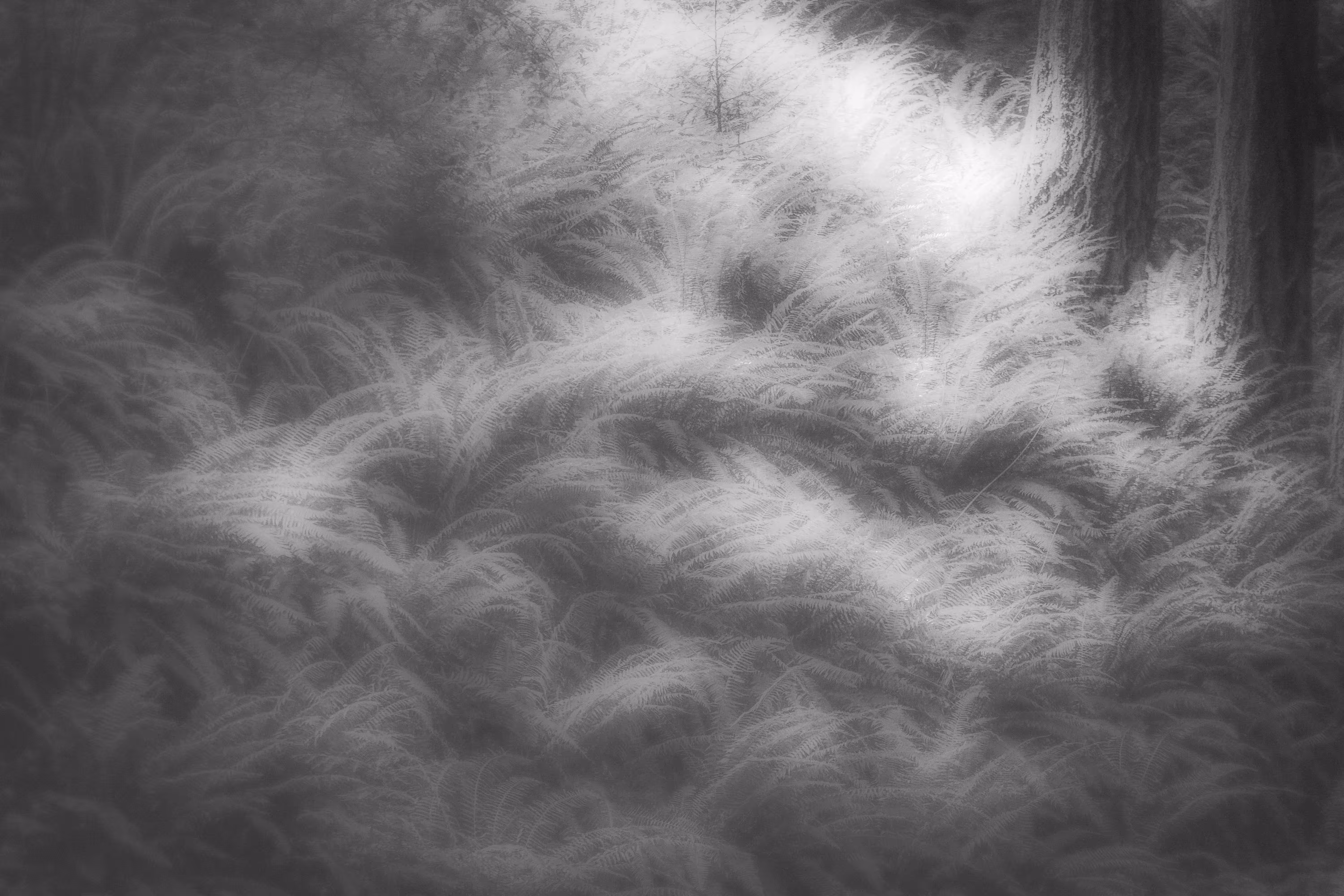 Song Of The Pale Meadow