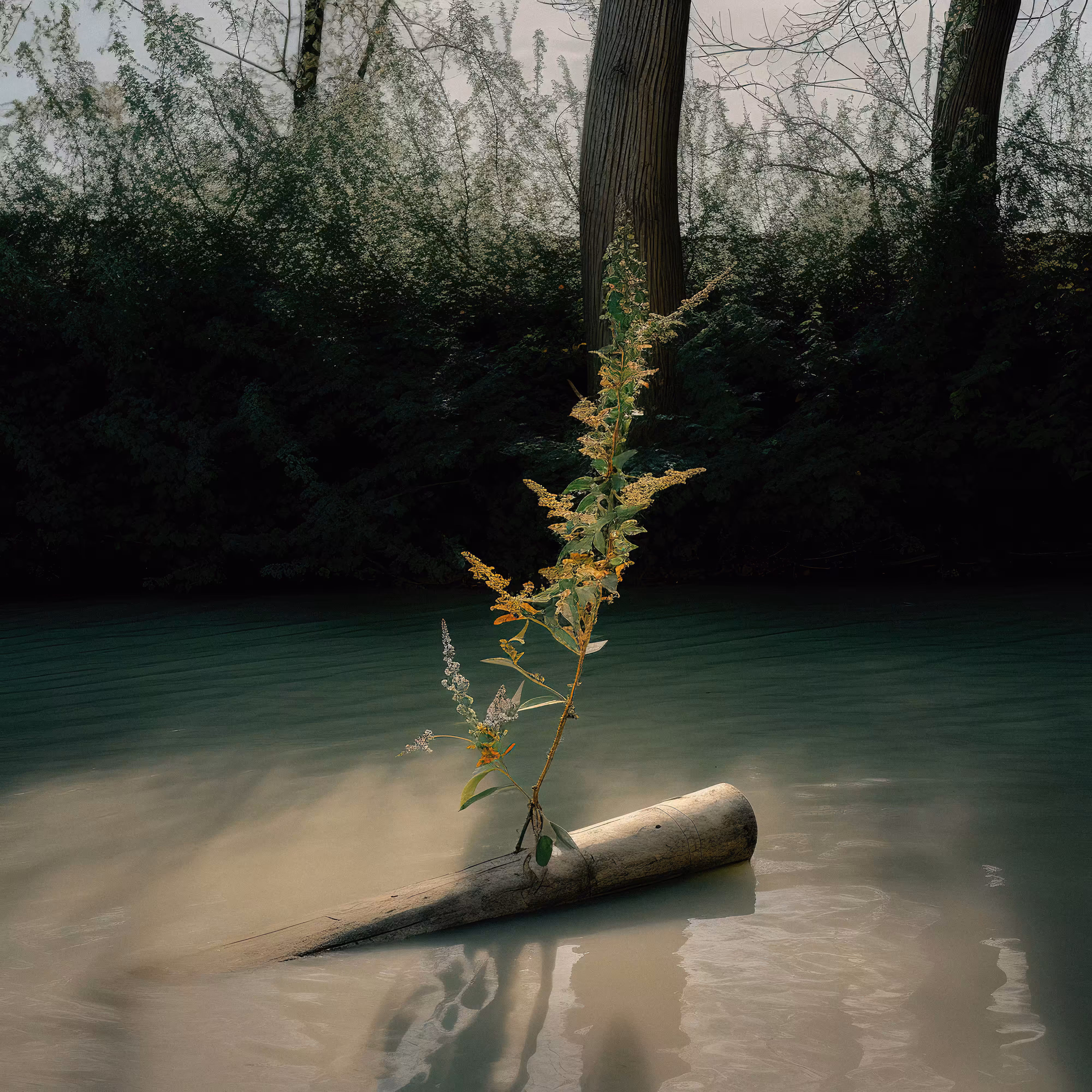 Floating Log