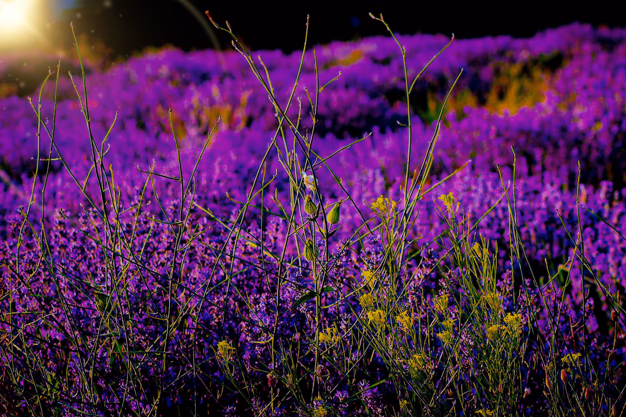 "Lavender at Sunset"-2