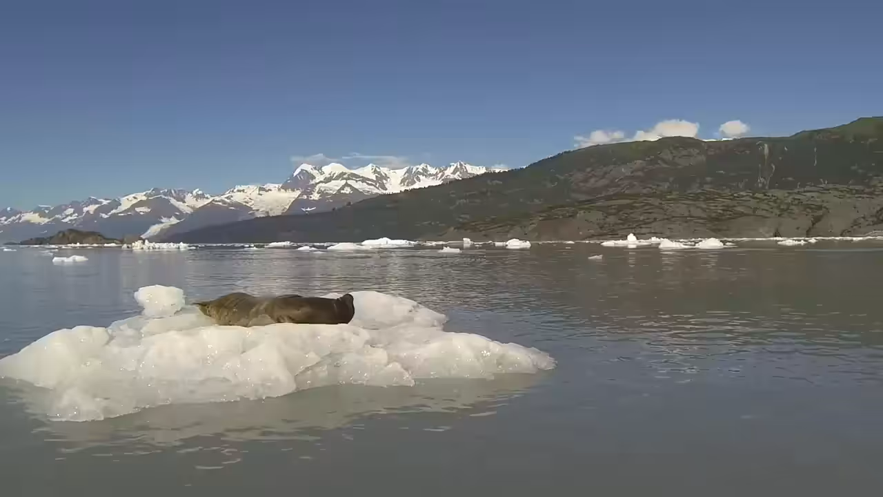 Walrus