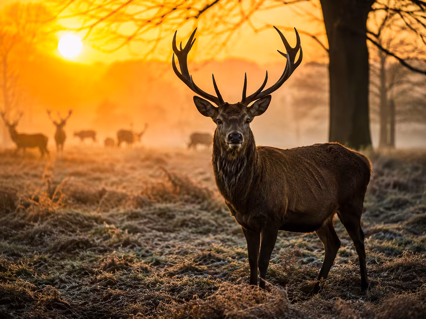 No One Knows: Golden Majesty 🦌