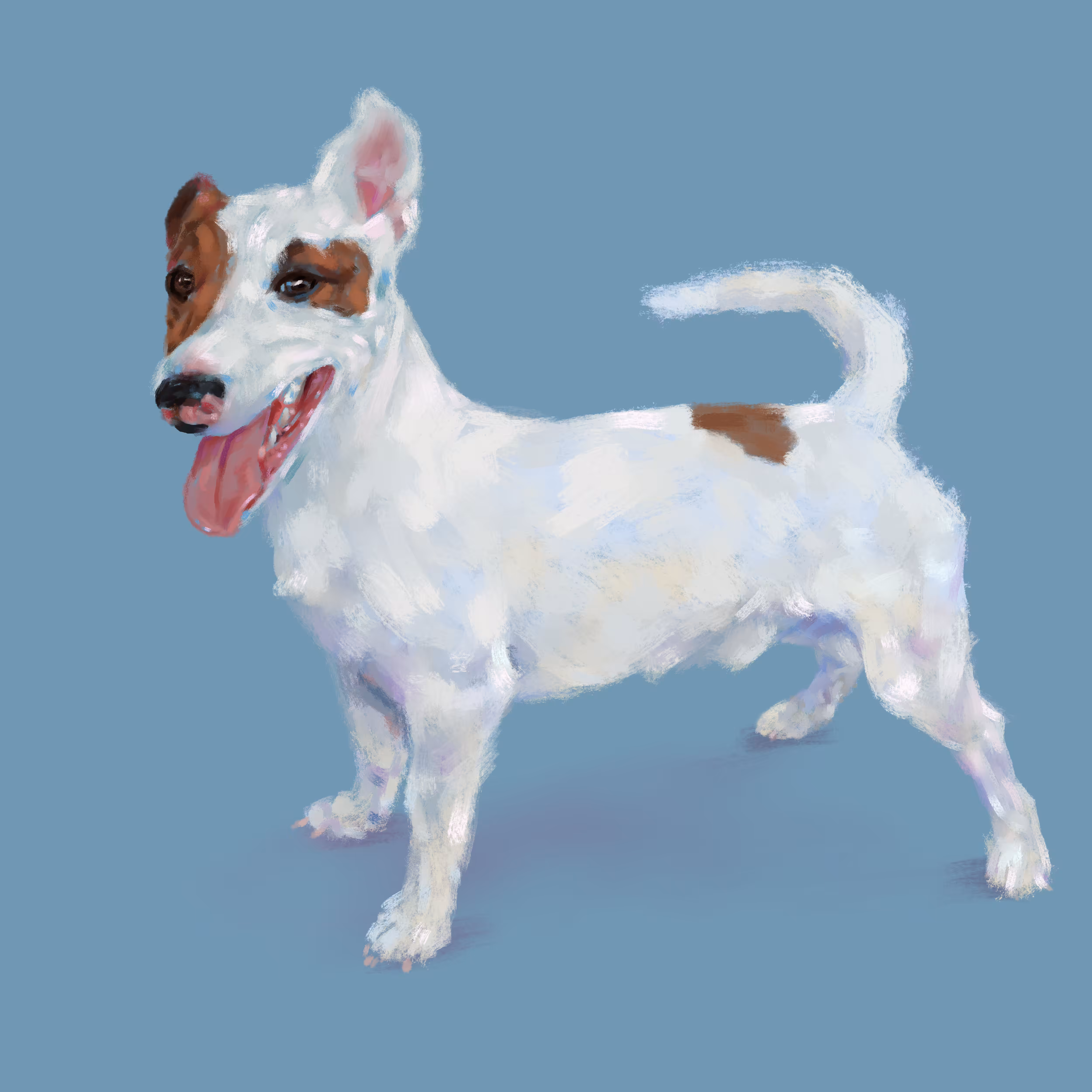 Jack Russel